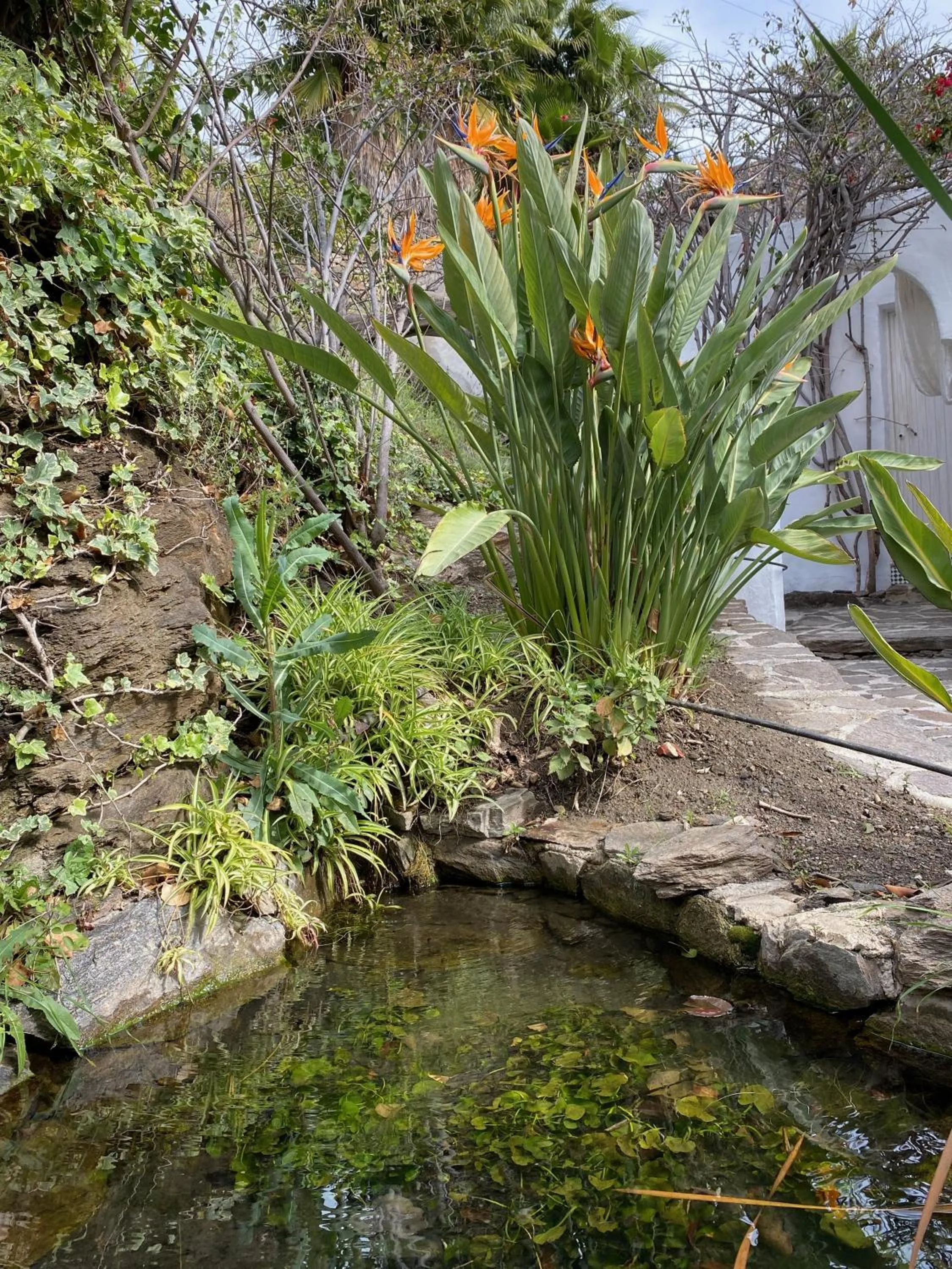 Garden in La Casa del Burro