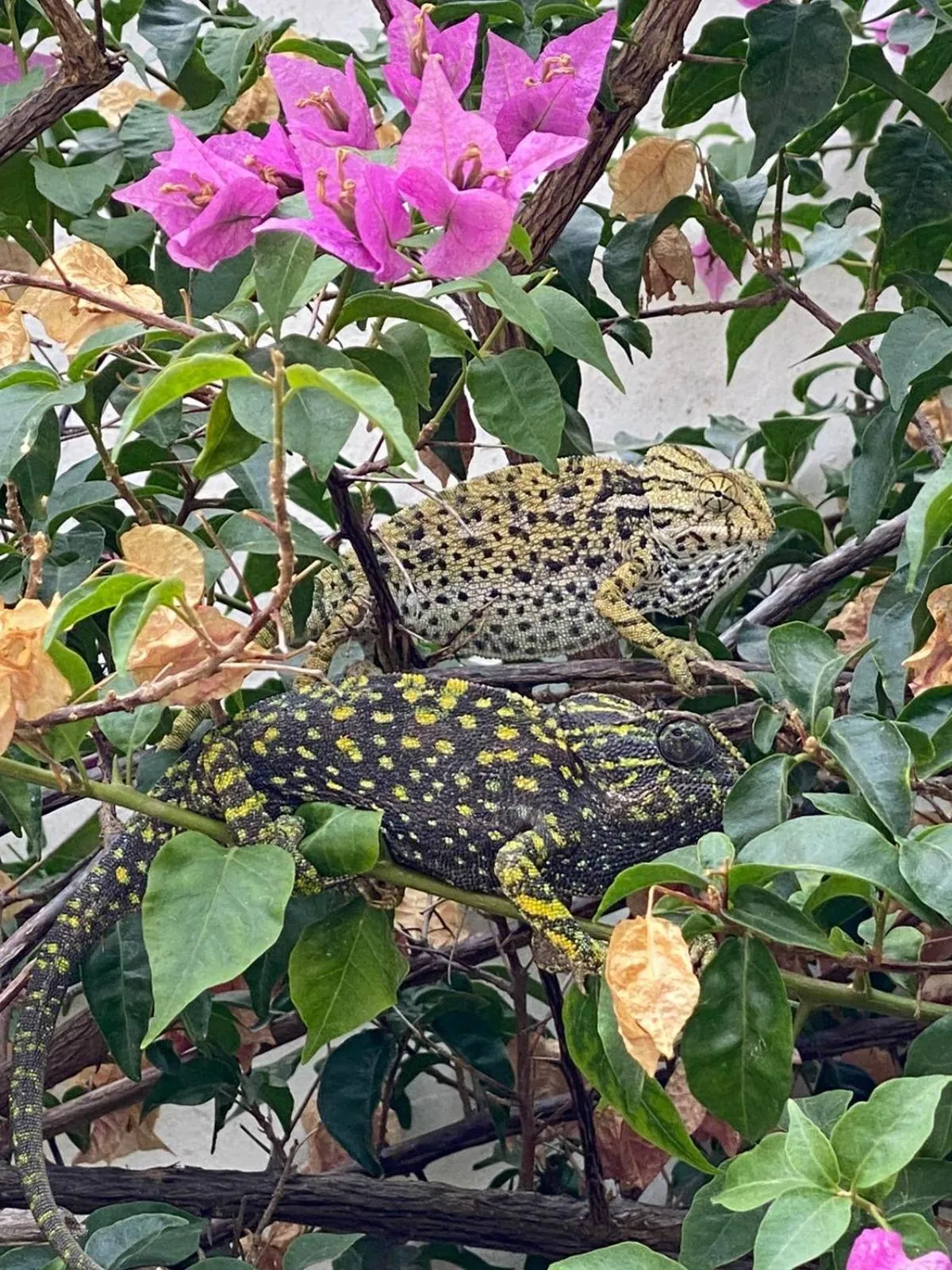 Garden in La Casa del Burro