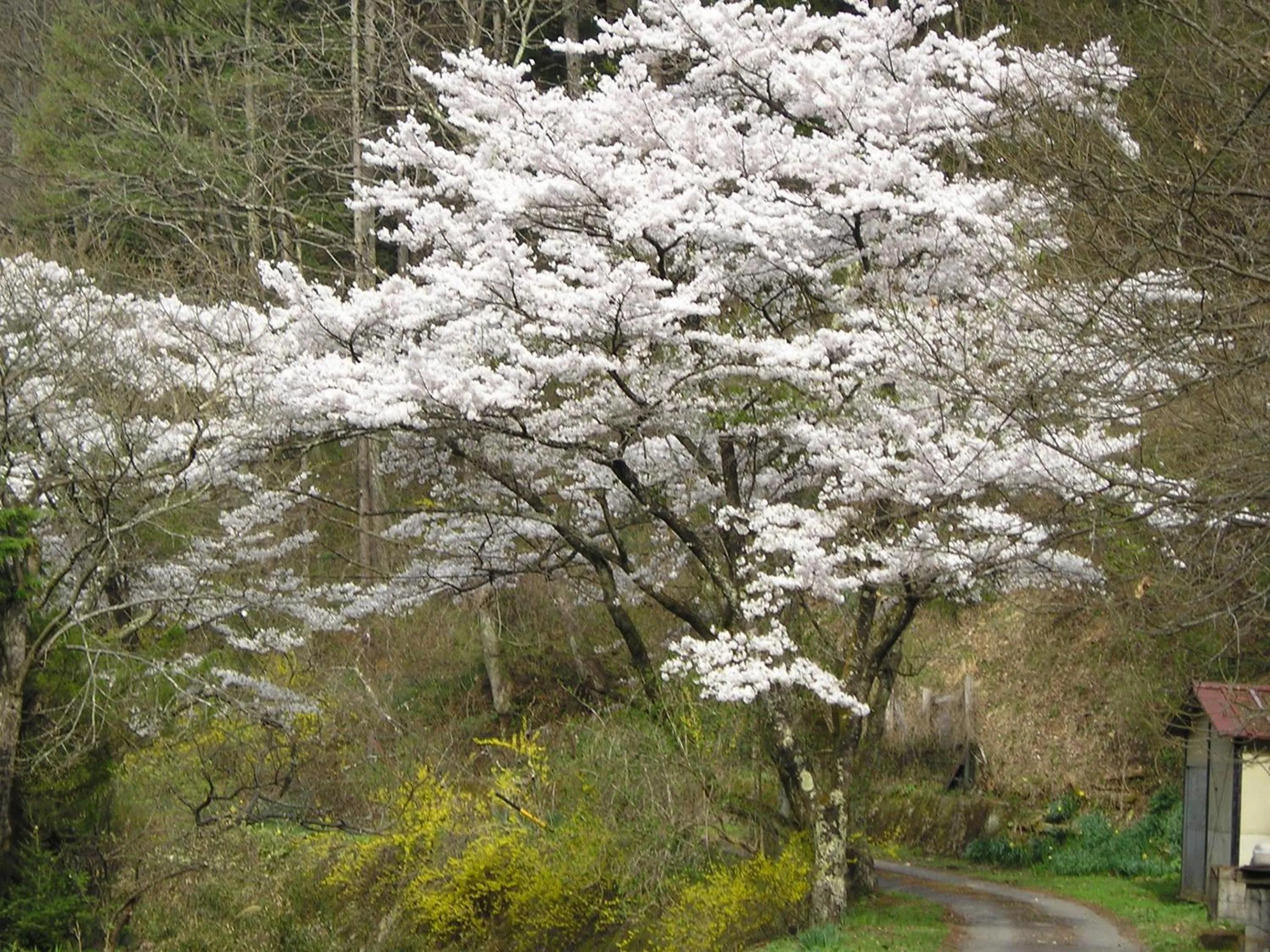 Spring in Nakaya Ryokan