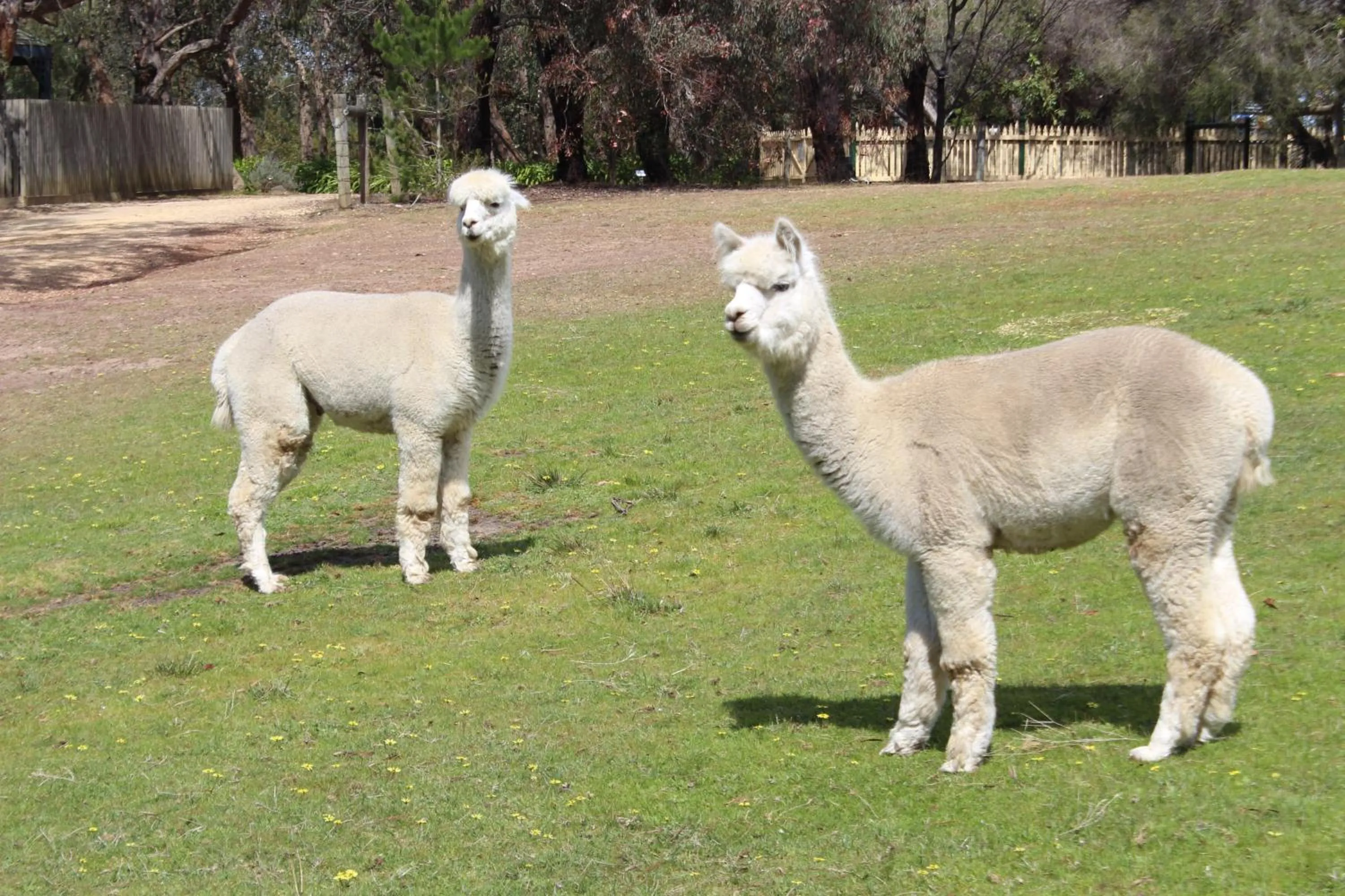 Pets in Bells Estate Great Ocean Road Cottages
