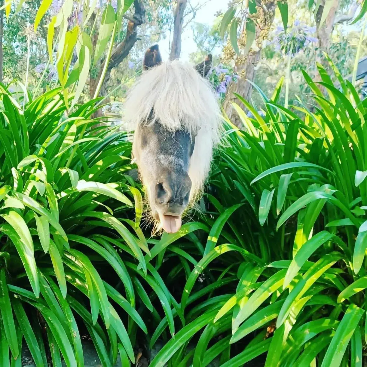Bells Estate Great Ocean Road Cottages