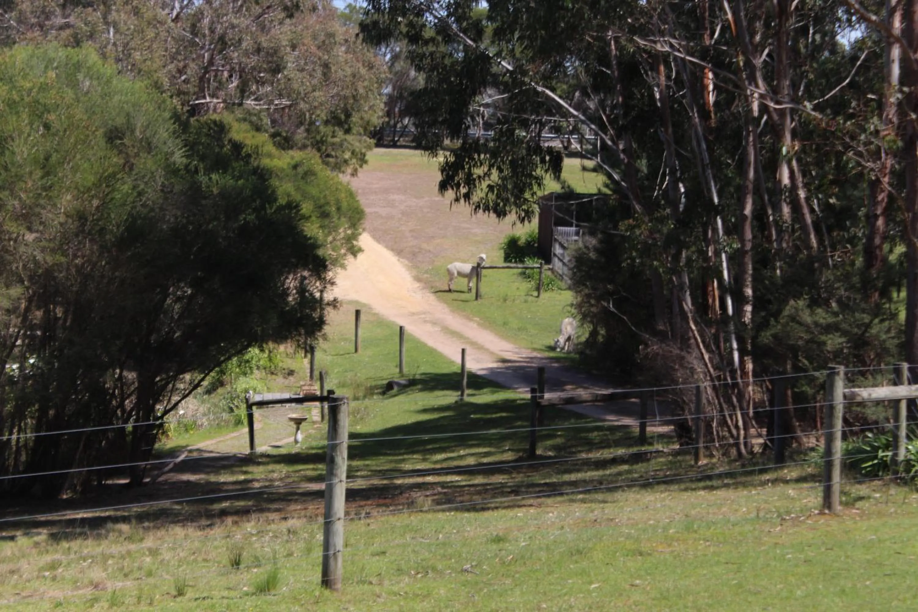 Garden view in Bells Estate Great Ocean Road Cottages