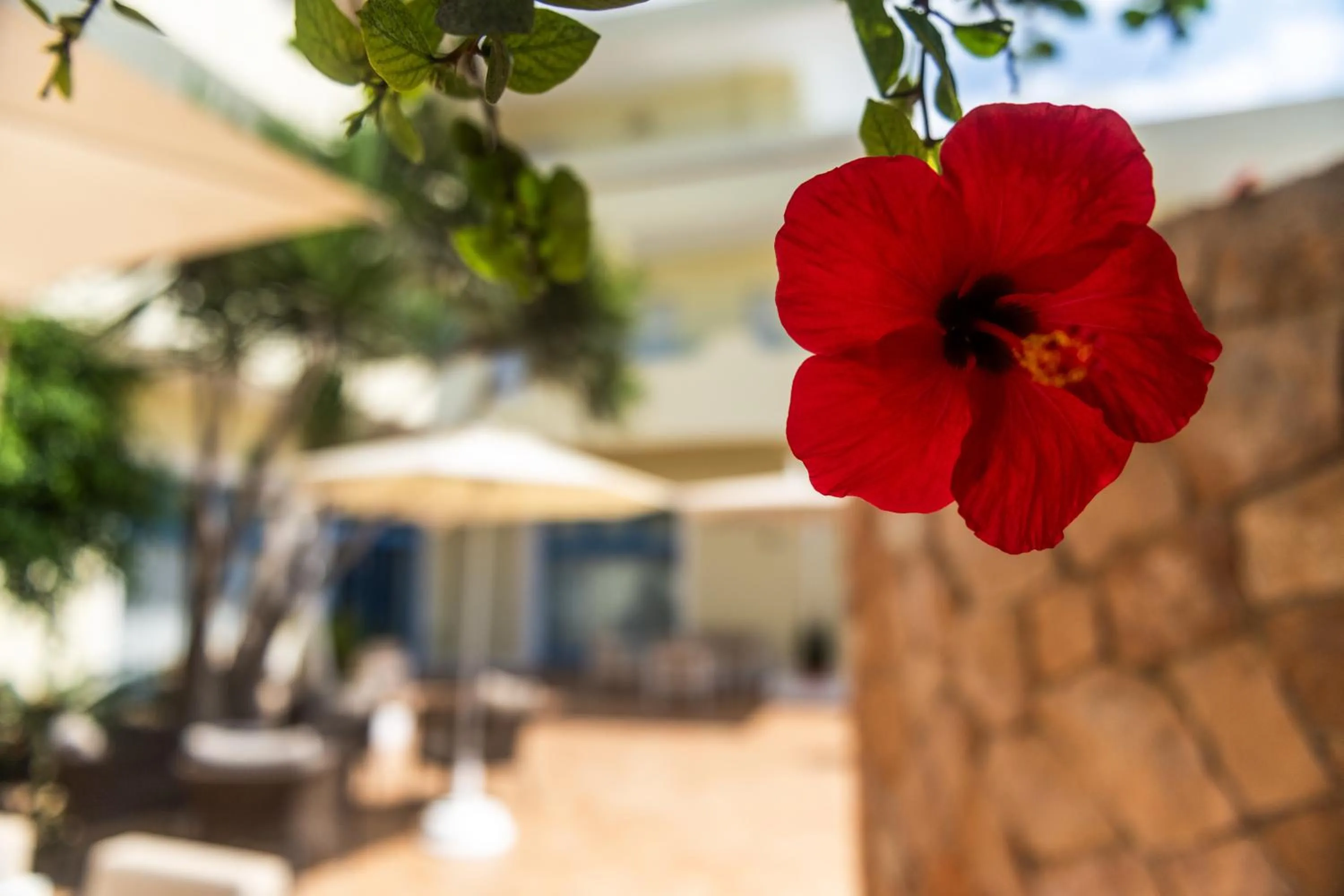 Garden in Hotel Baia Turchese