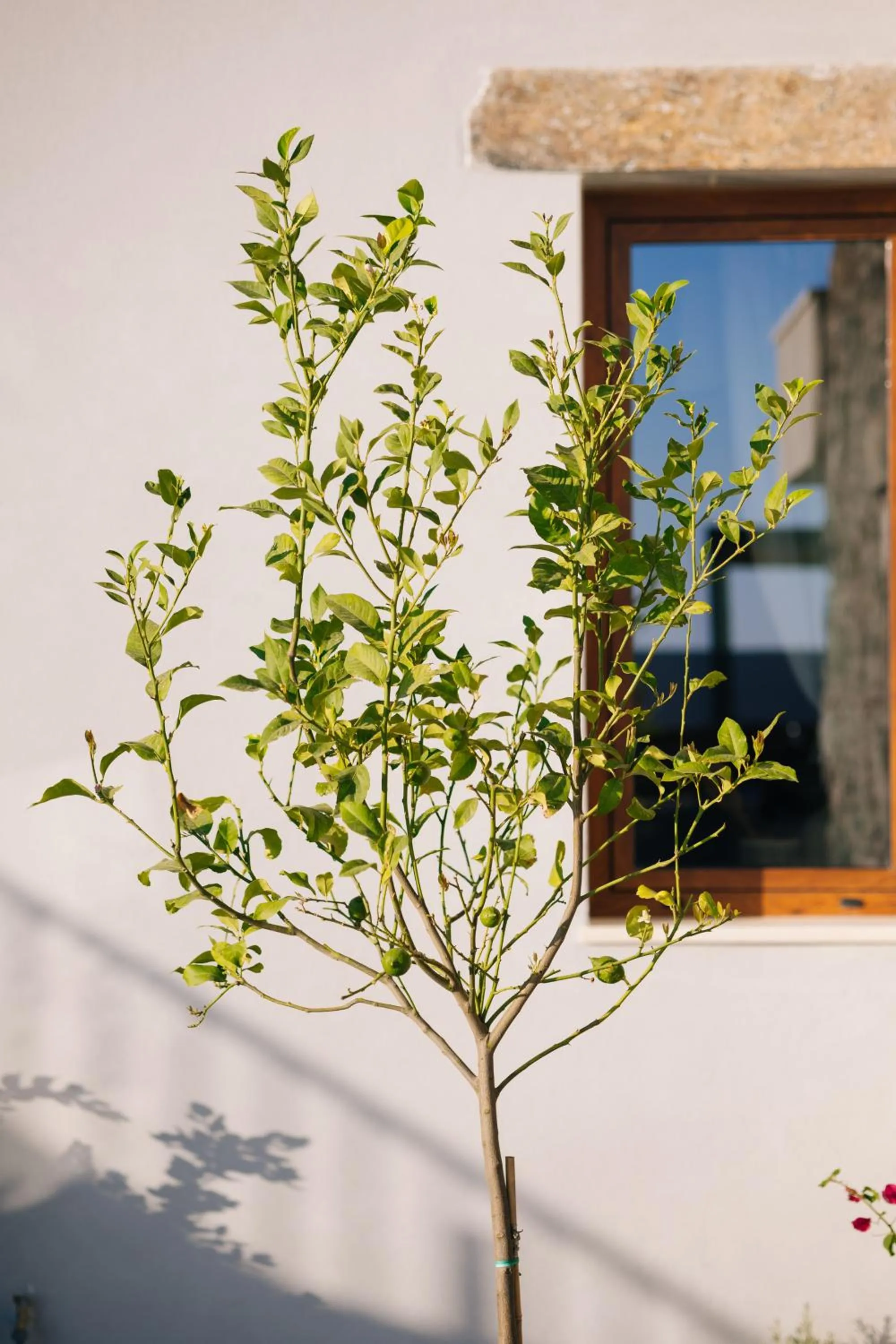 Spring in Mirthea Suites