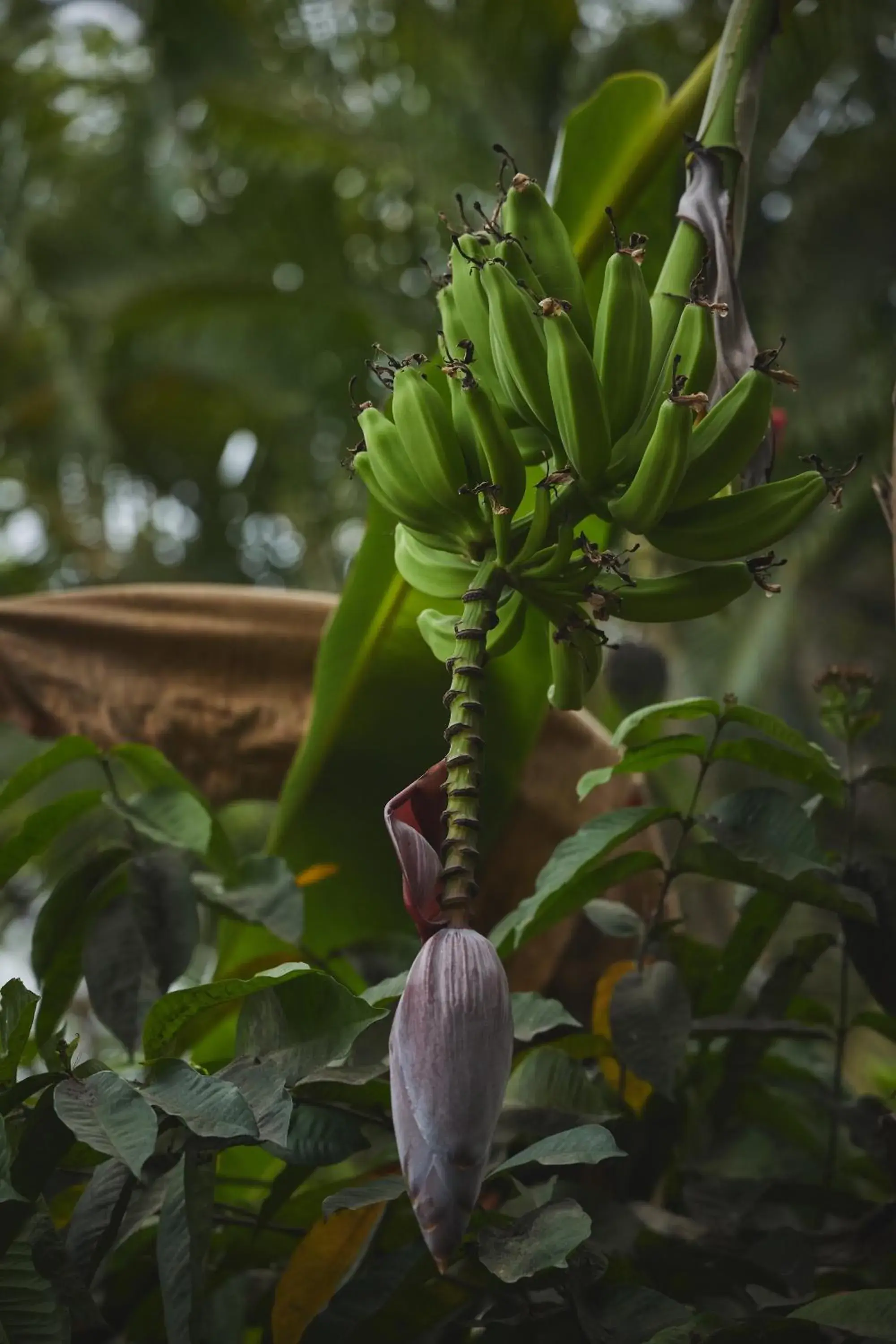 Garden view in CASITAS MARAIKA HOTEL & BEACH CLUB, Puerto Vallarta Garden view in CASITAS MARAIKA HOTEL & BEACH CLUB, Puerto Vallarta
