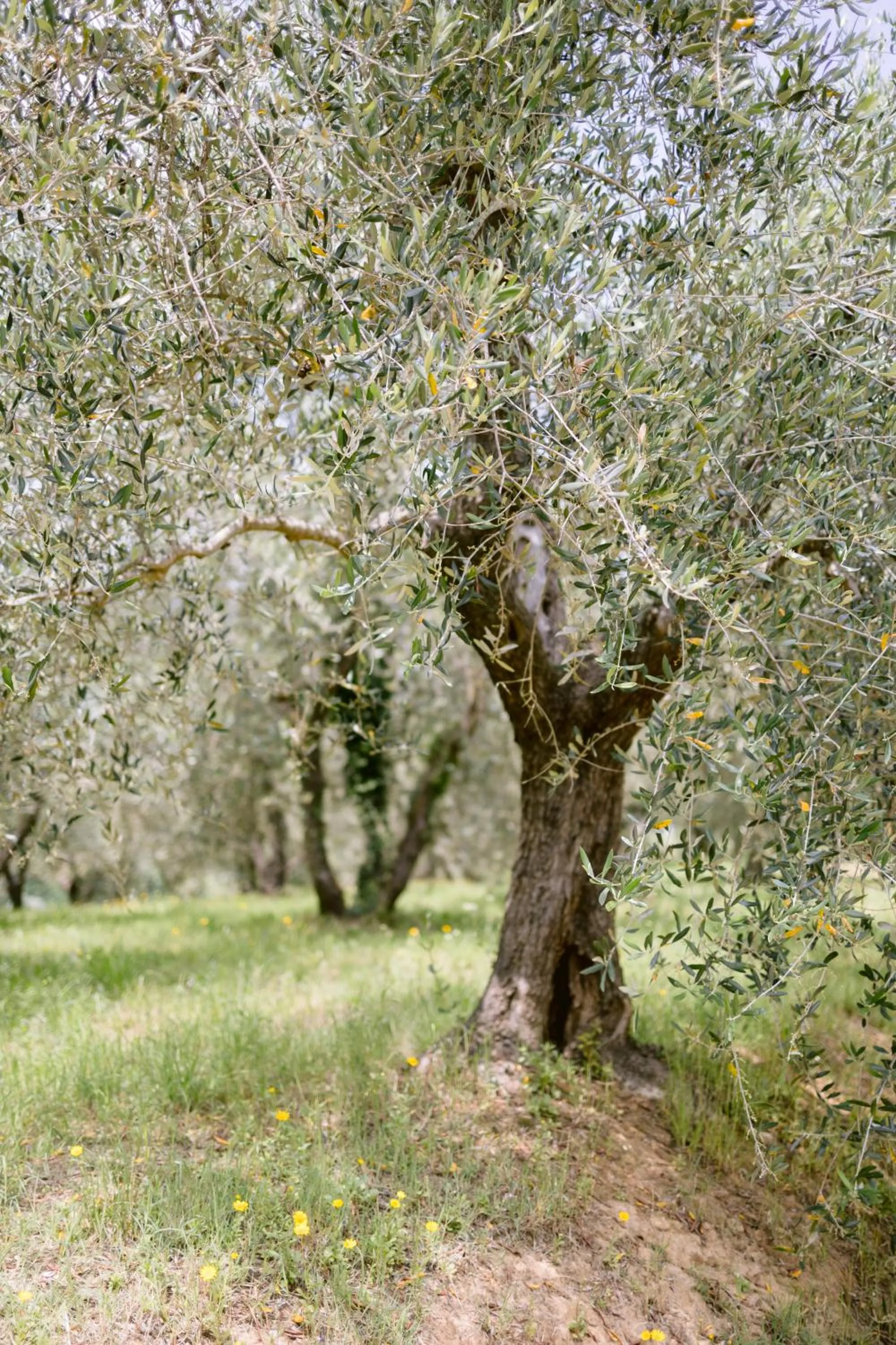 Garden in Villa Delia Hotel and Cooking School