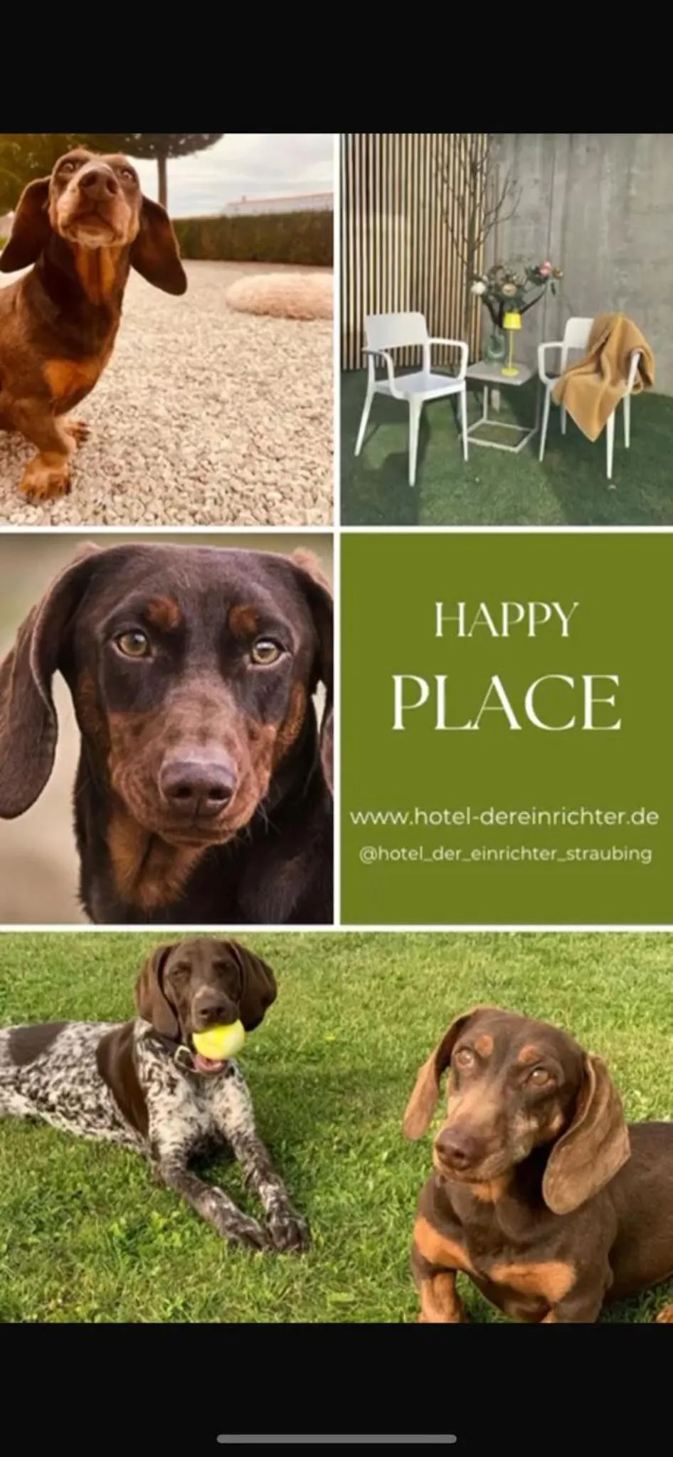 Animals in Hotel Der Einrichter