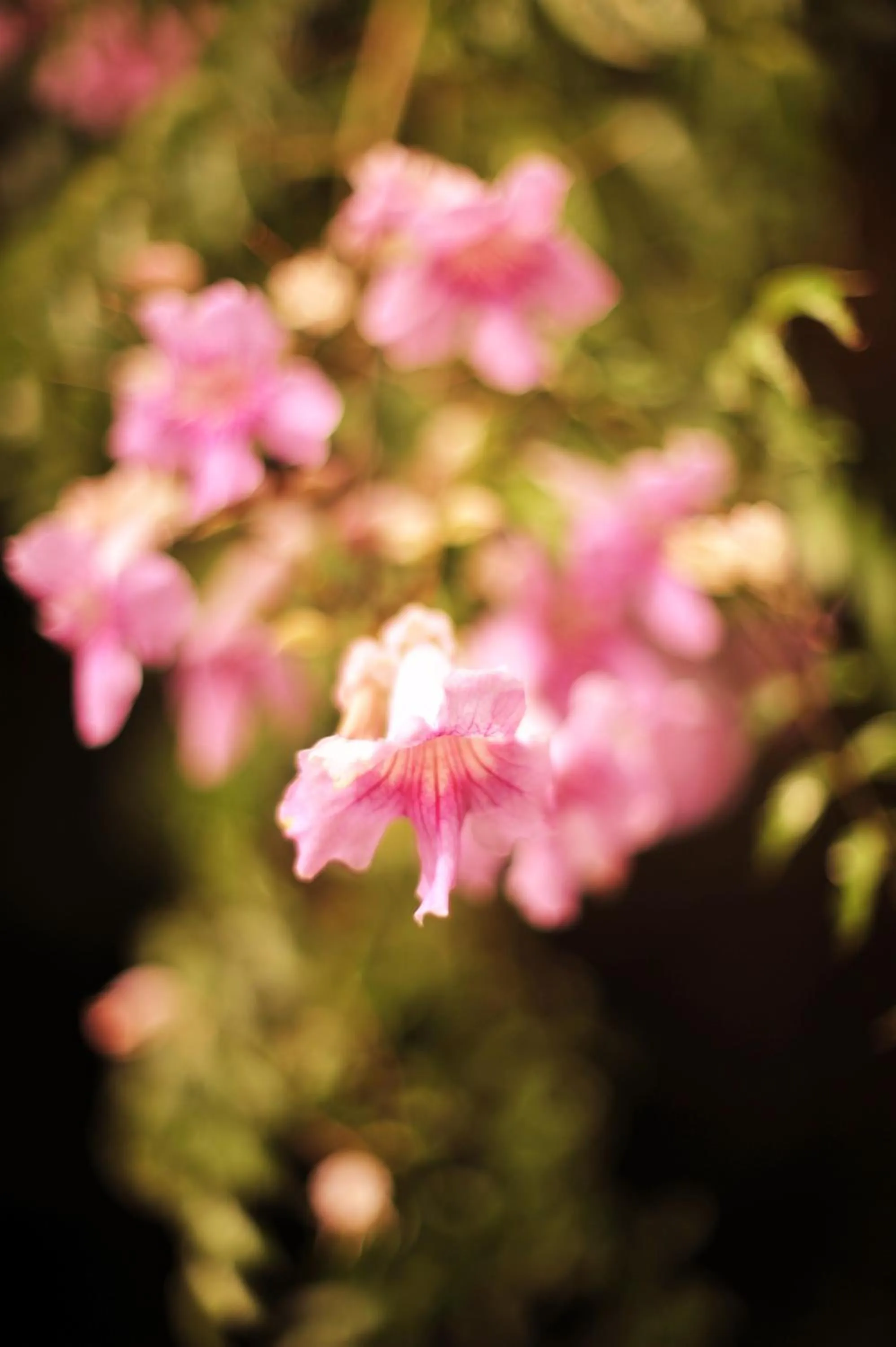 Garden in Hotel Rural Biniarroca - Adults Only