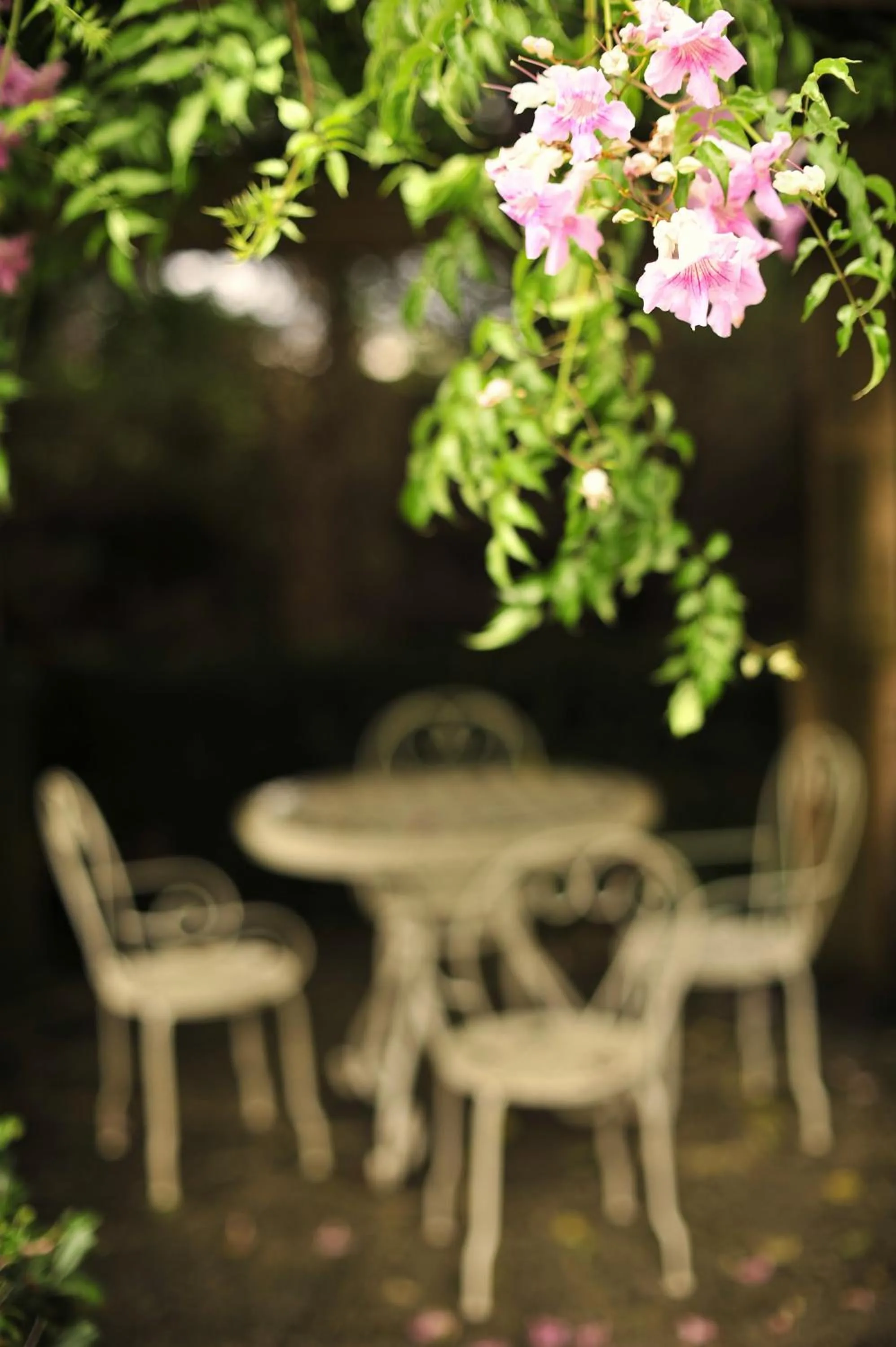 Garden in Hotel Rural Biniarroca - Adults Only