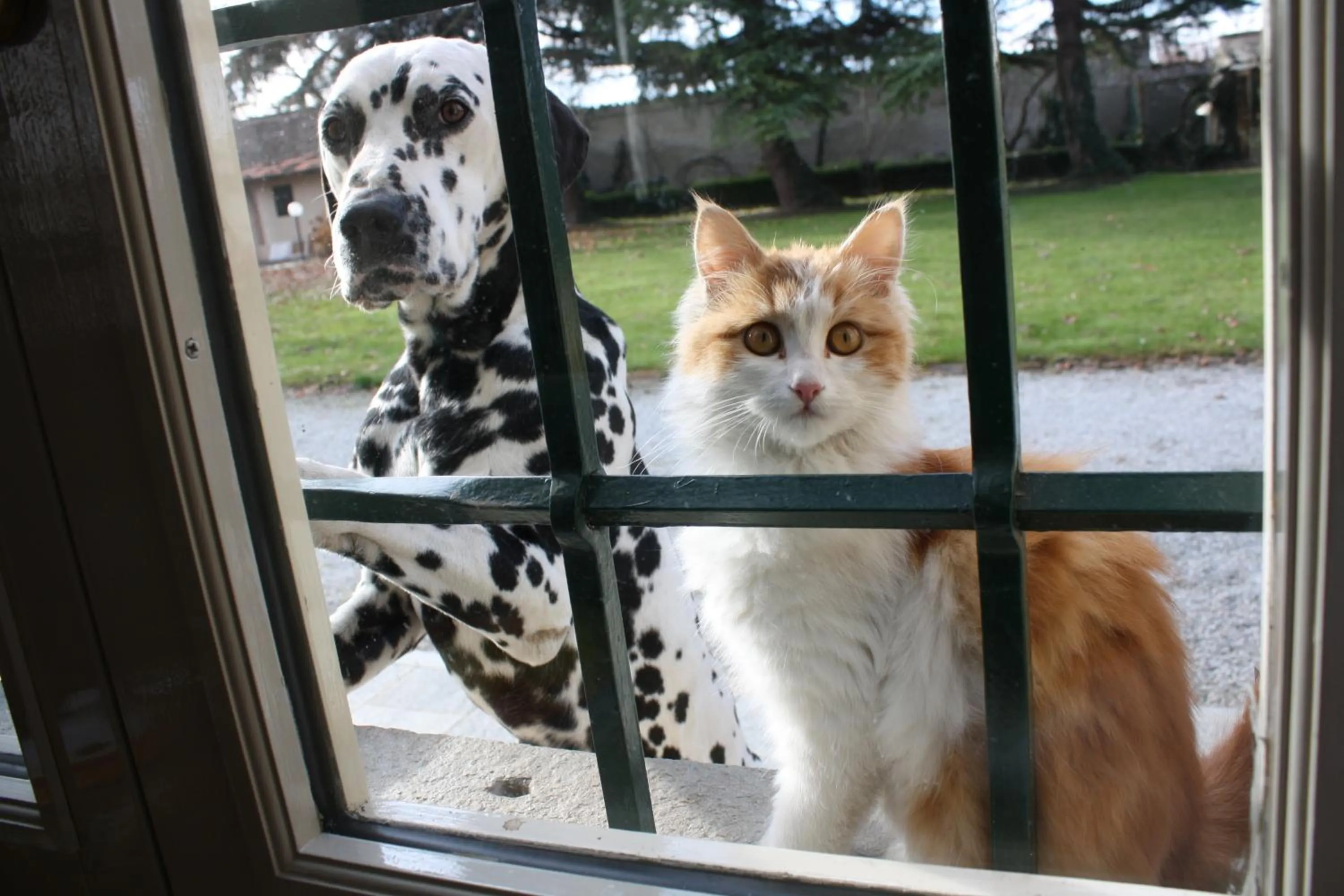 Pets in B&B Villa Cardellini