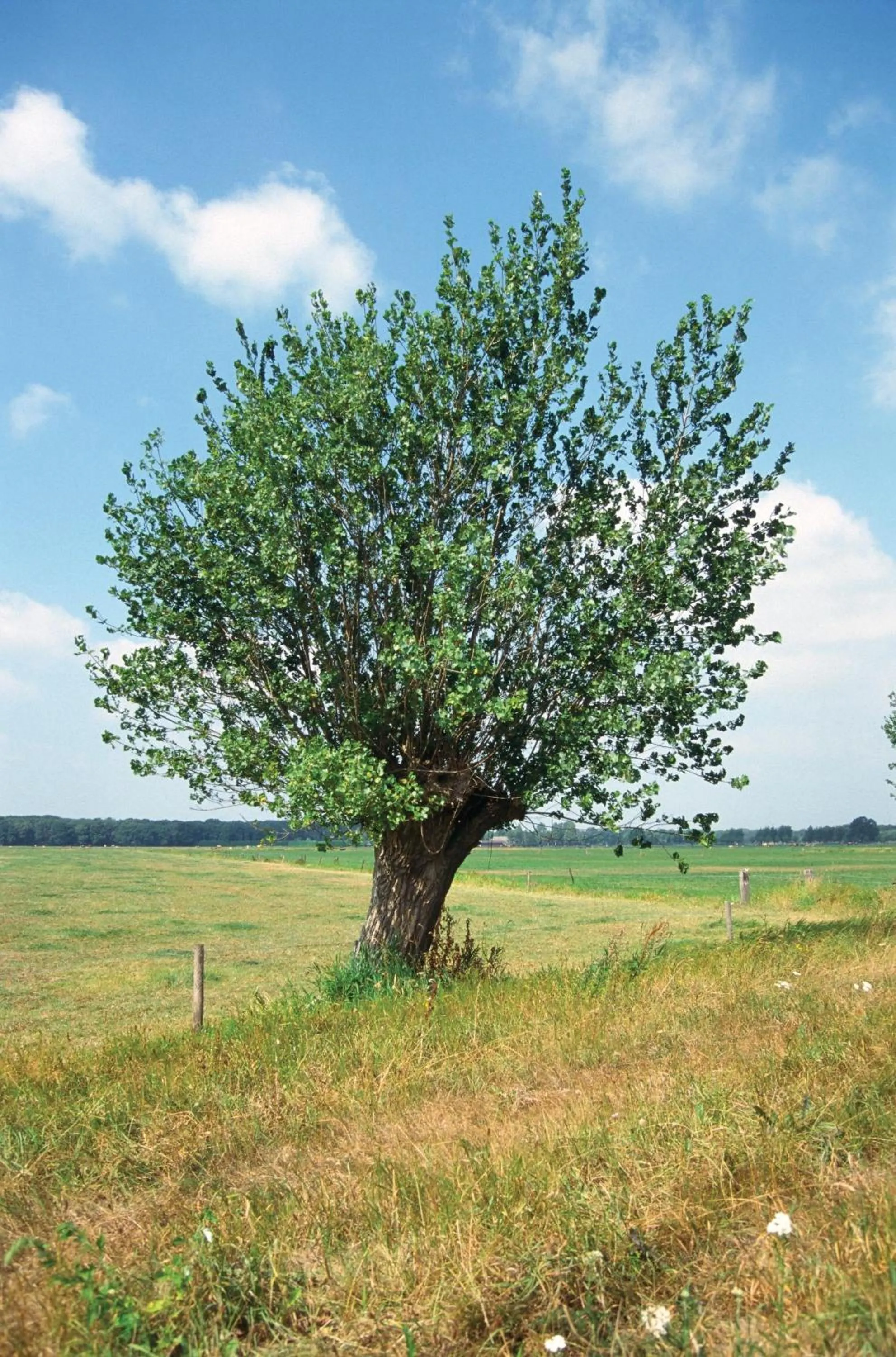 Area and facilities, Garden in Fletcher Hotel Restaurant Carlton