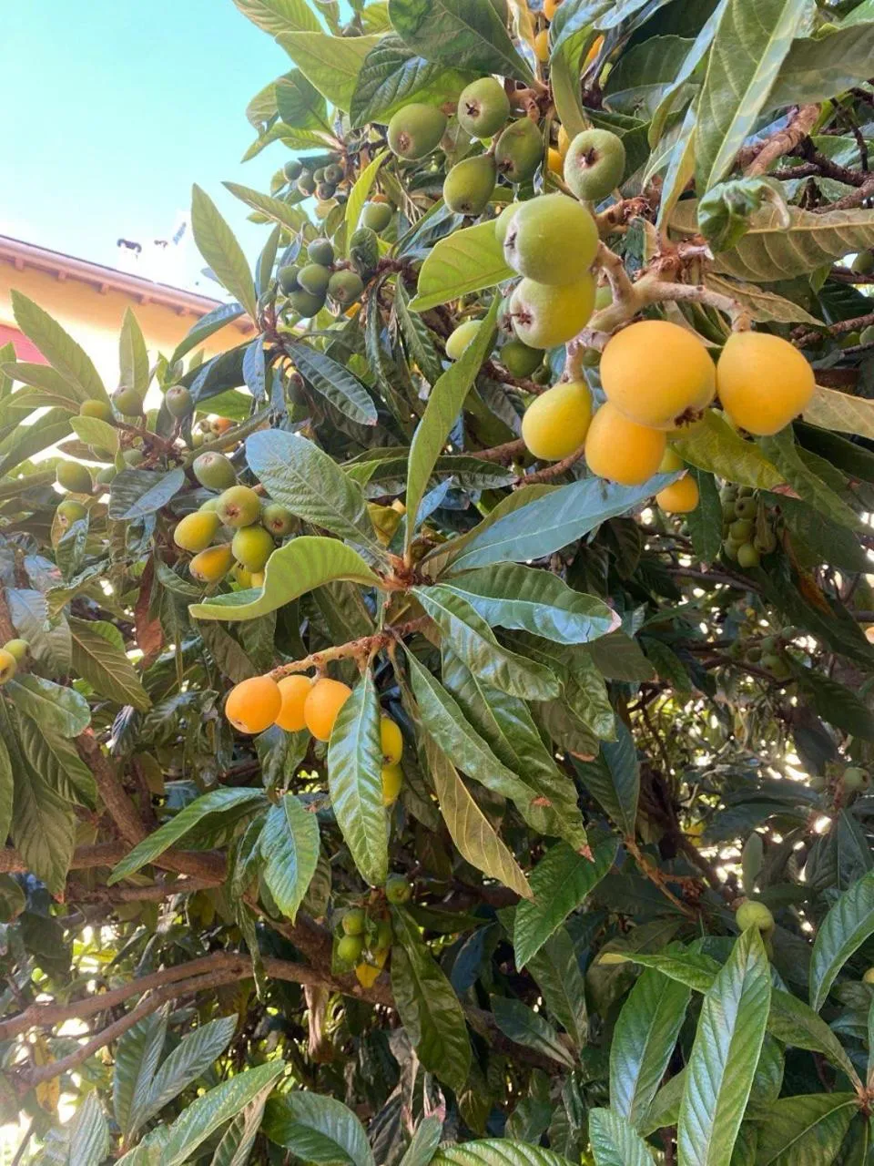 Spring in Albergo Edera