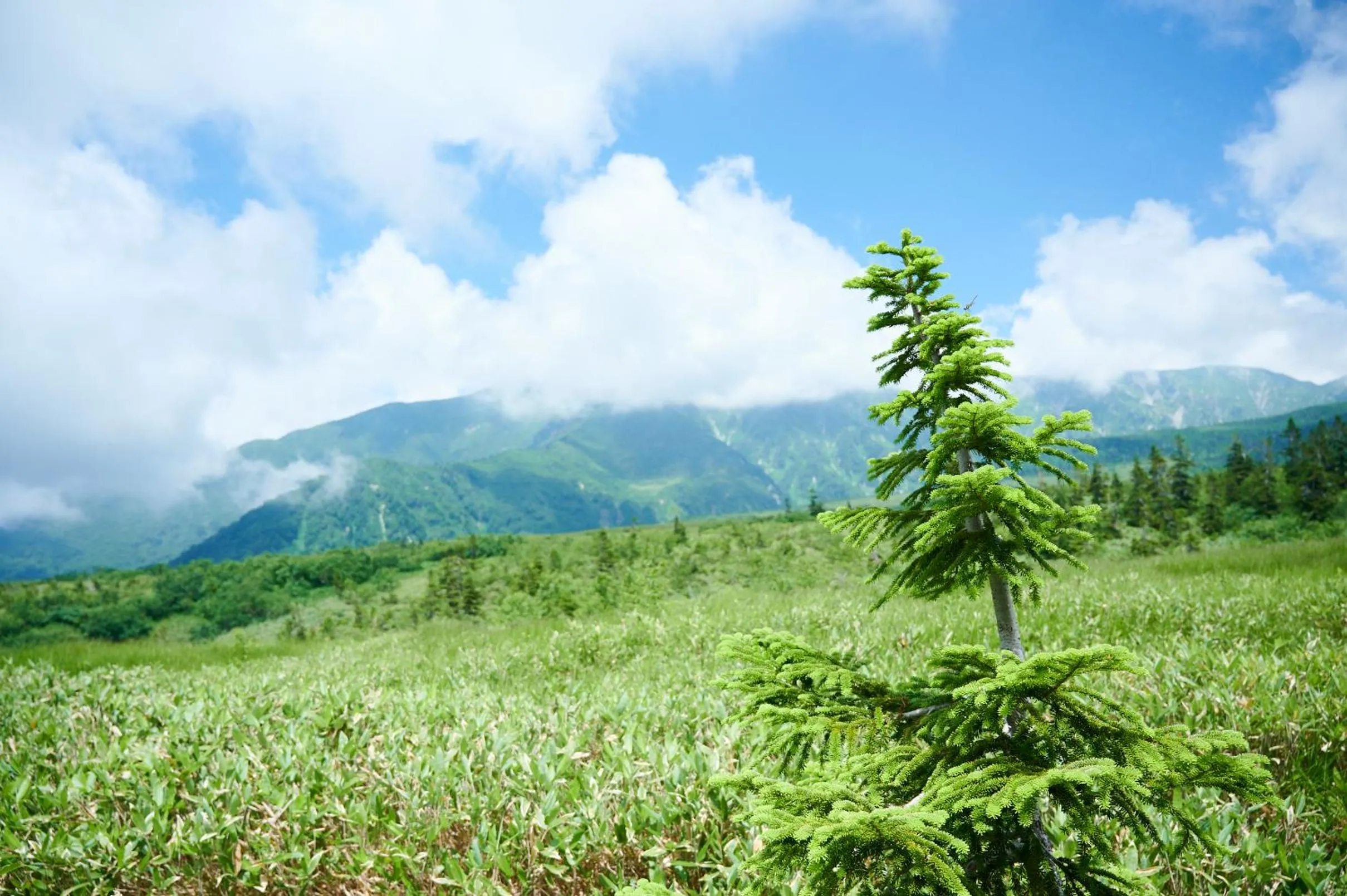 Natural landscape in Midagahara Hotel