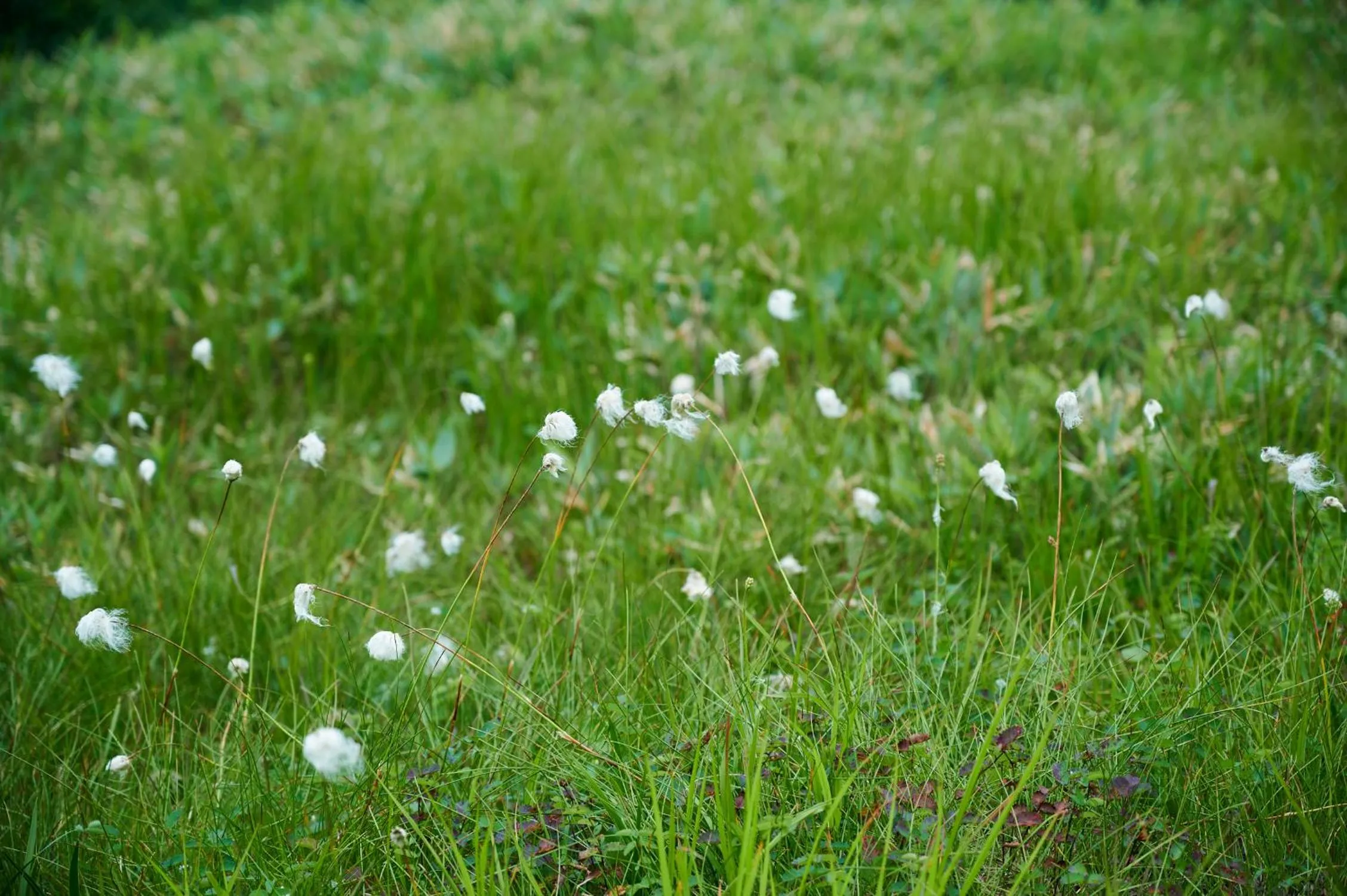 Natural landscape in Midagahara Hotel