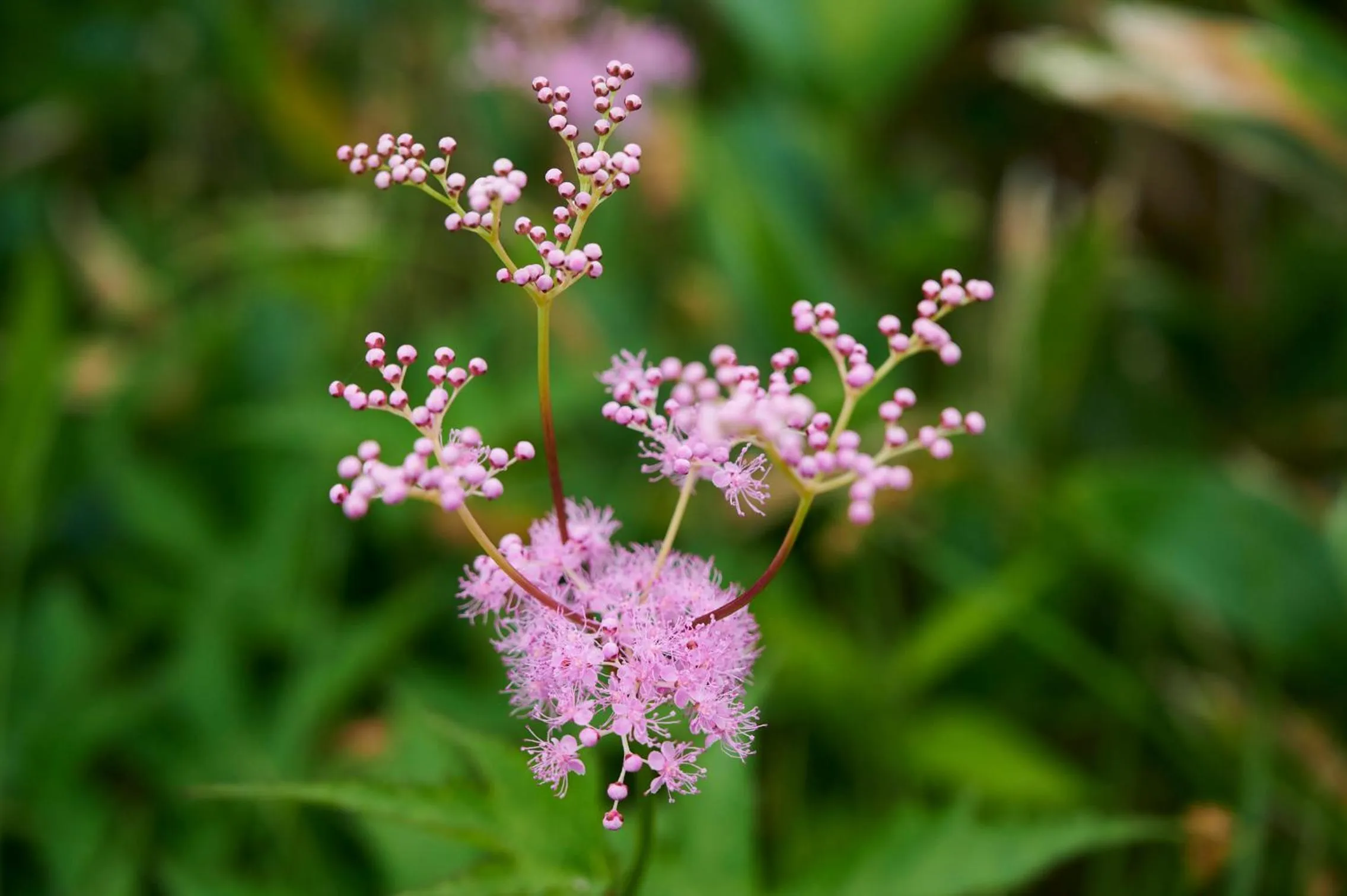 Natural landscape in Midagahara Hotel