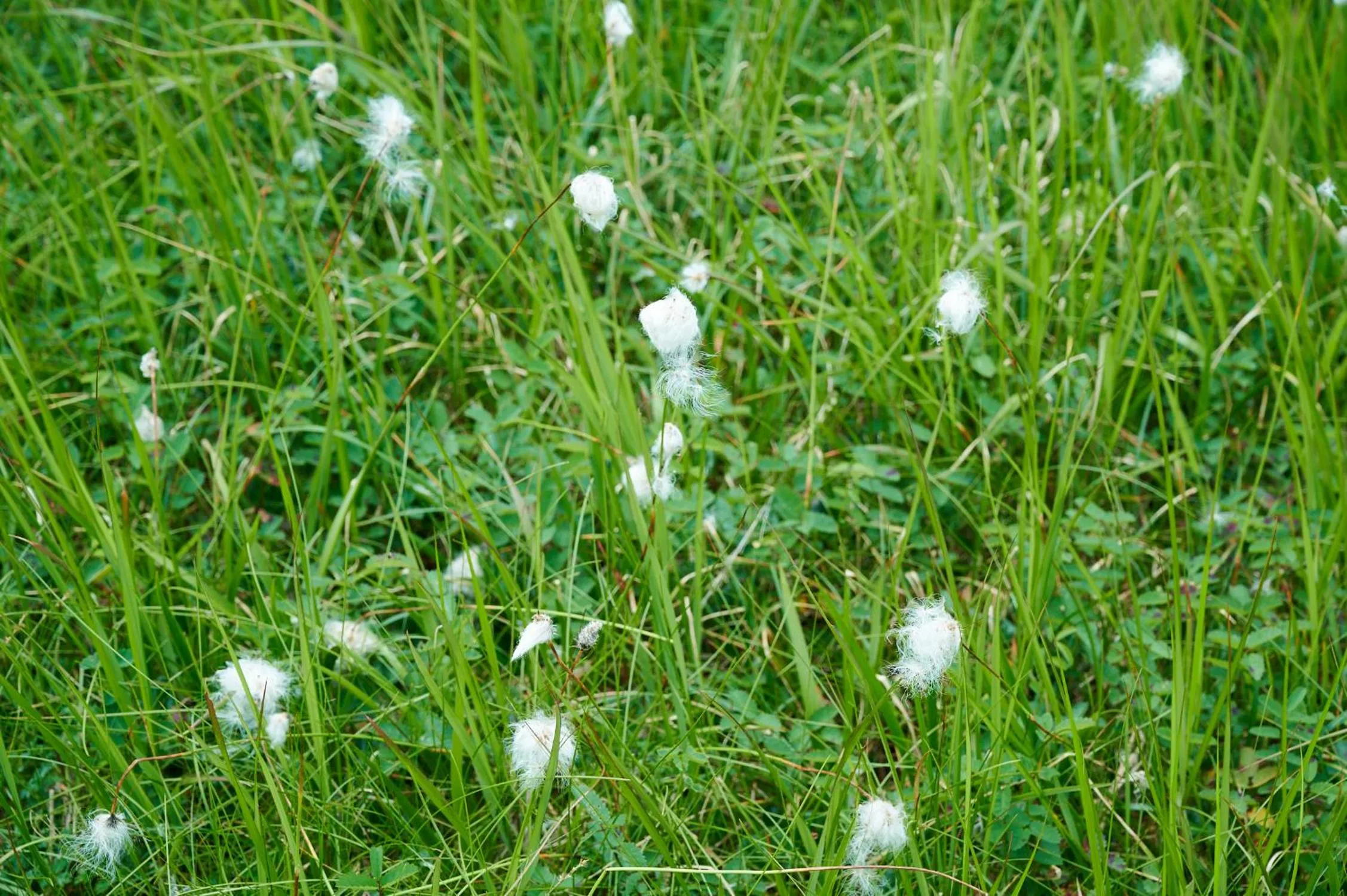 Natural landscape in Midagahara Hotel