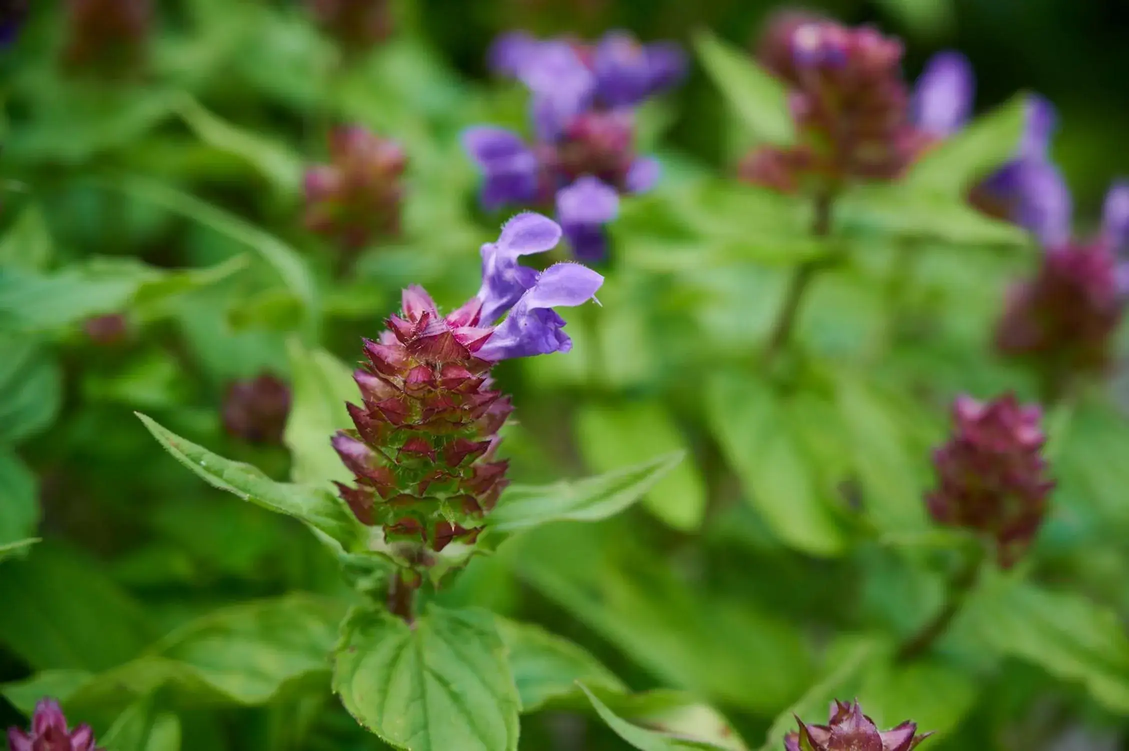 Natural landscape in Midagahara Hotel Natural landscape in Midagahara Hotel