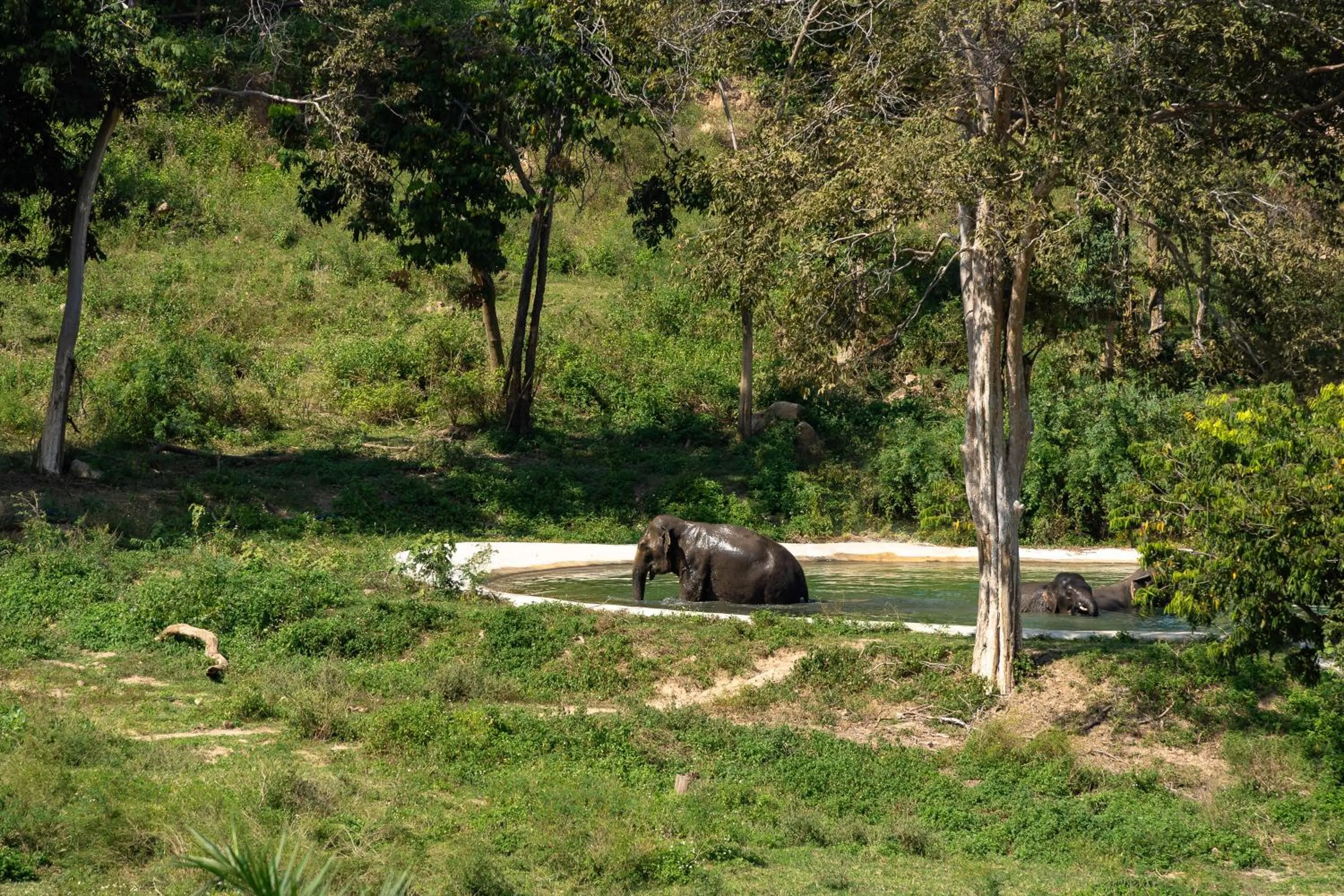 Wild Cottages Elephant Sanctuary Resort