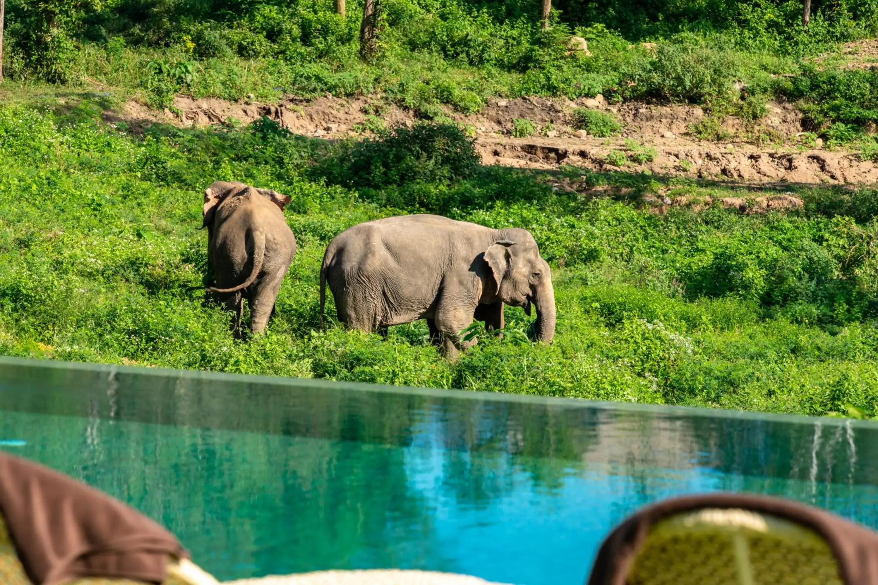 Wild Cottages Elephant Sanctuary Resort Wild Cottages Elephant Sanctuary Resort