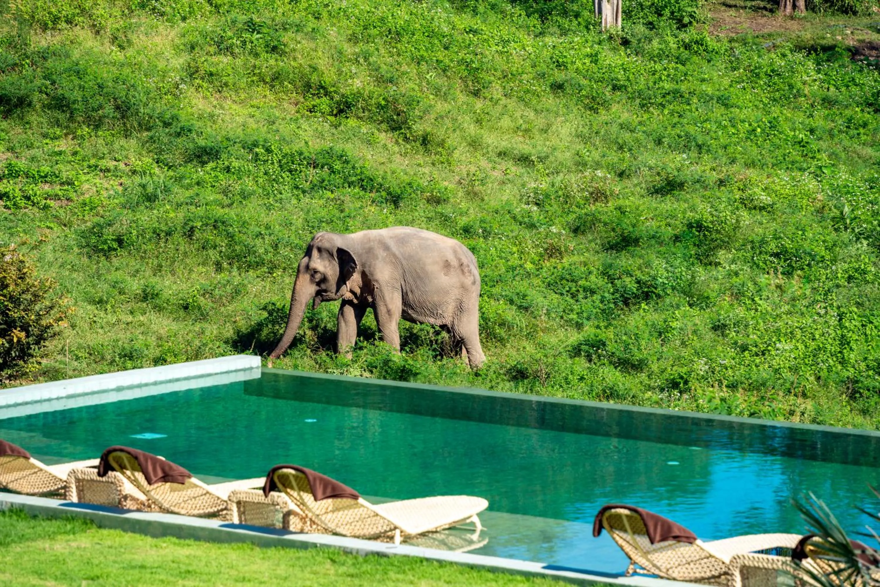 Wild Cottages Elephant Sanctuary Resort