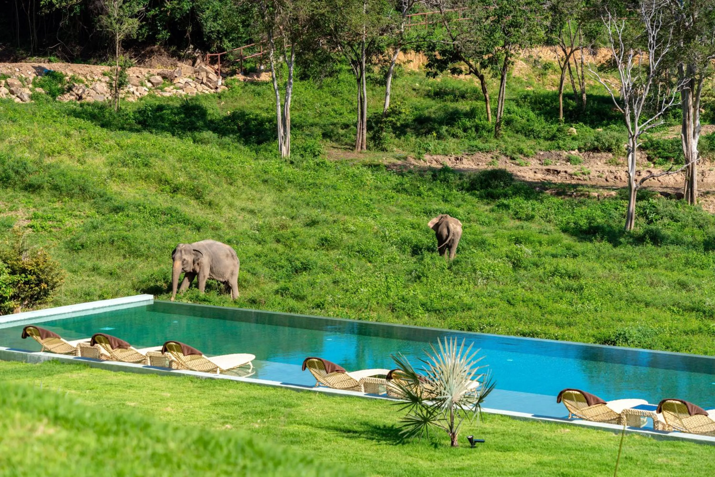 Wild Cottages Elephant Sanctuary Resort