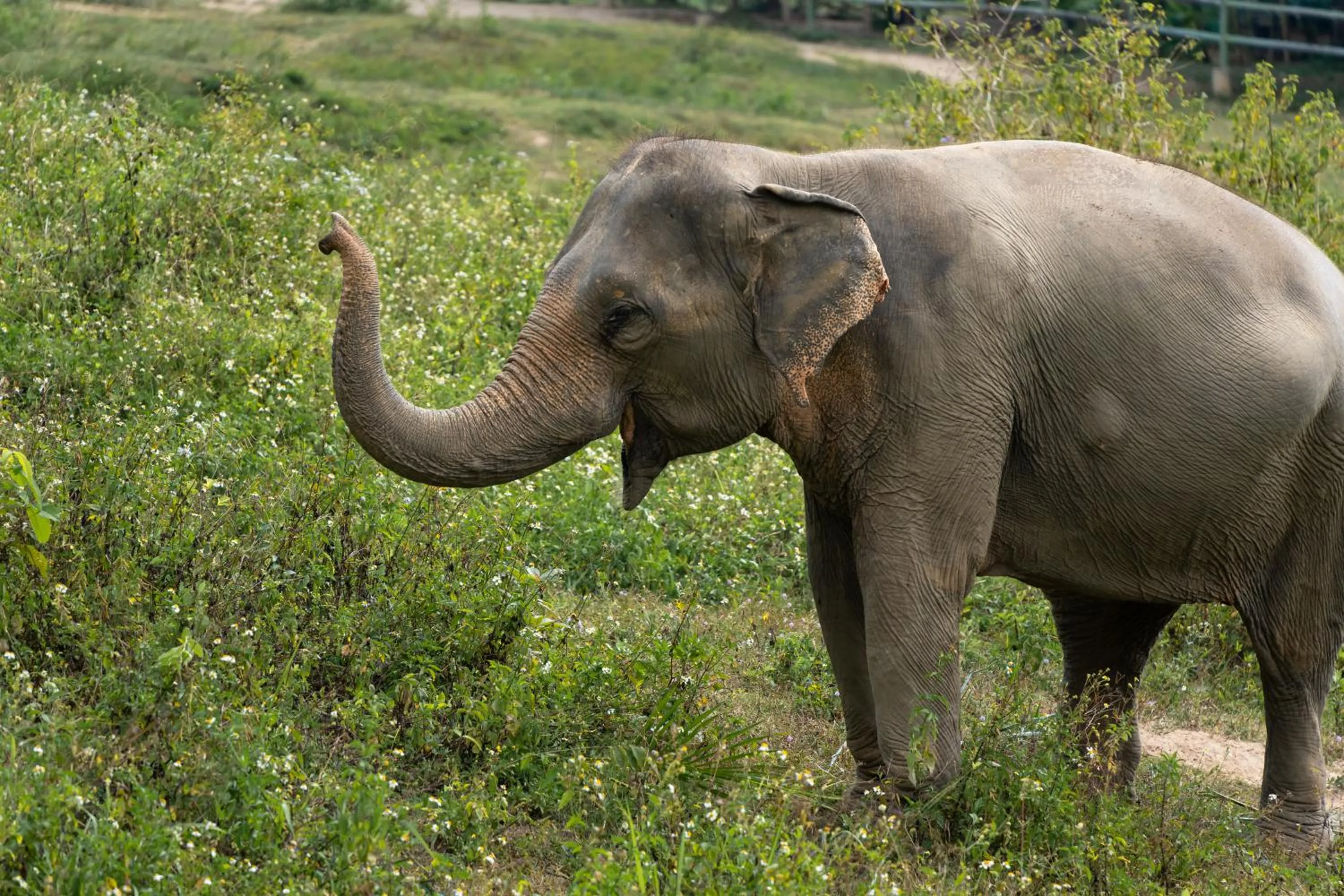Wild Cottages Elephant Sanctuary Resort