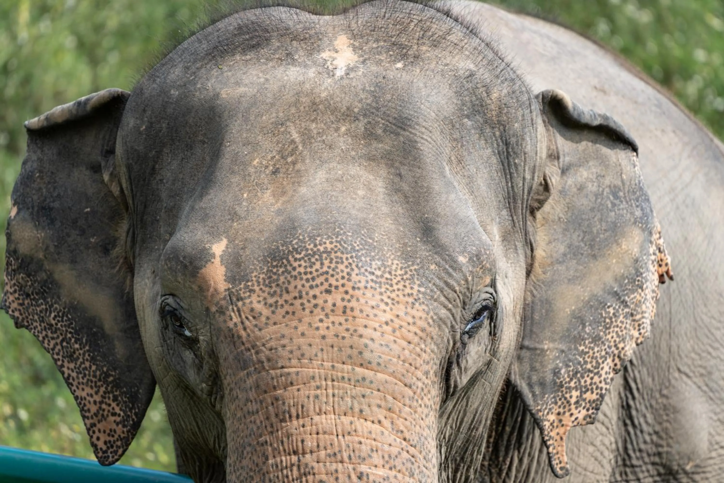 Wild Cottages Elephant Sanctuary Resort