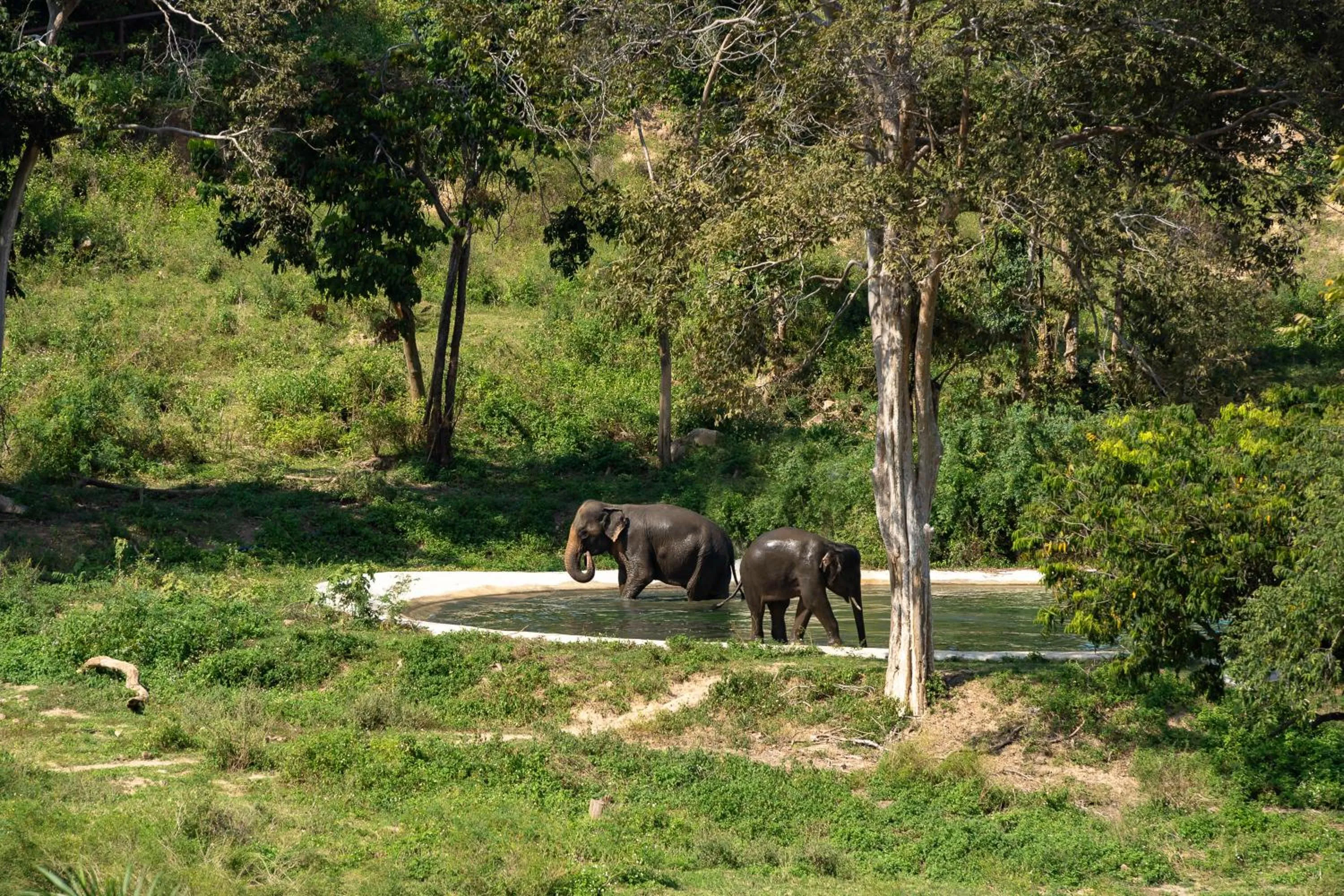 Wild Cottages Elephant Sanctuary Resort