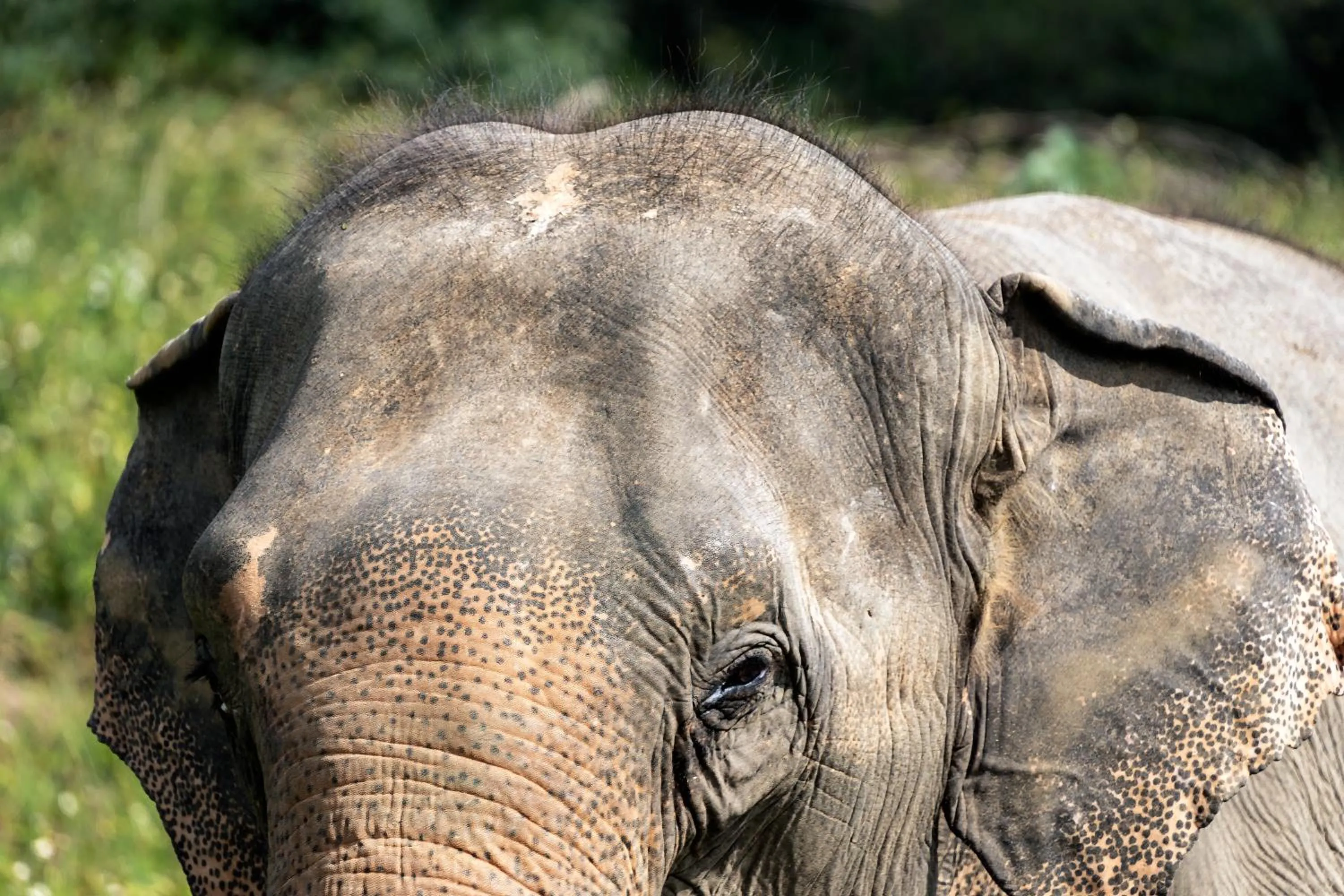 Wild Cottages Elephant Sanctuary Resort