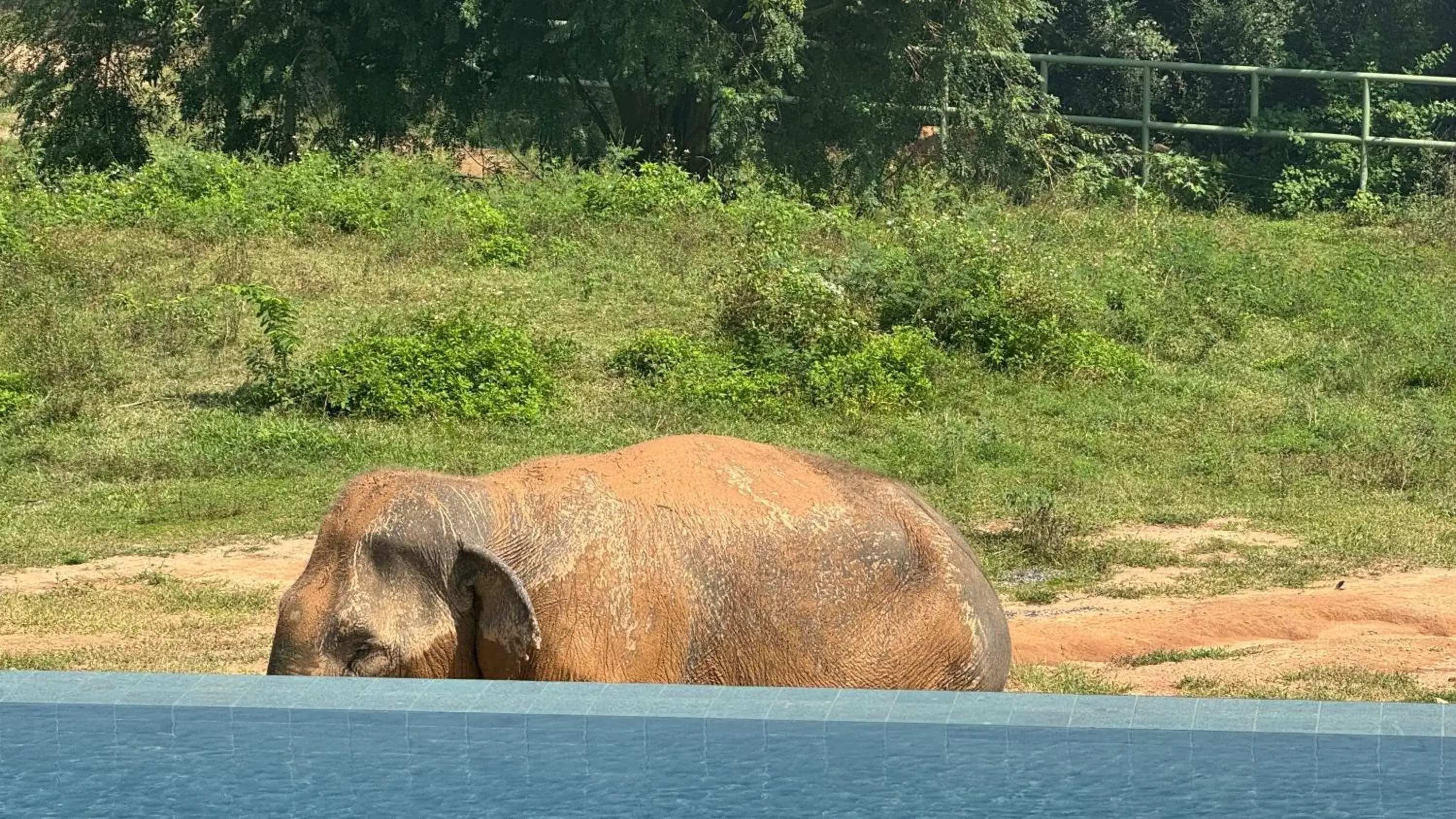 Deluxe Villa in Wild Cottages Elephant Sanctuary Resort Deluxe Villa in Wild Cottages Elephant Sanctuary Resort