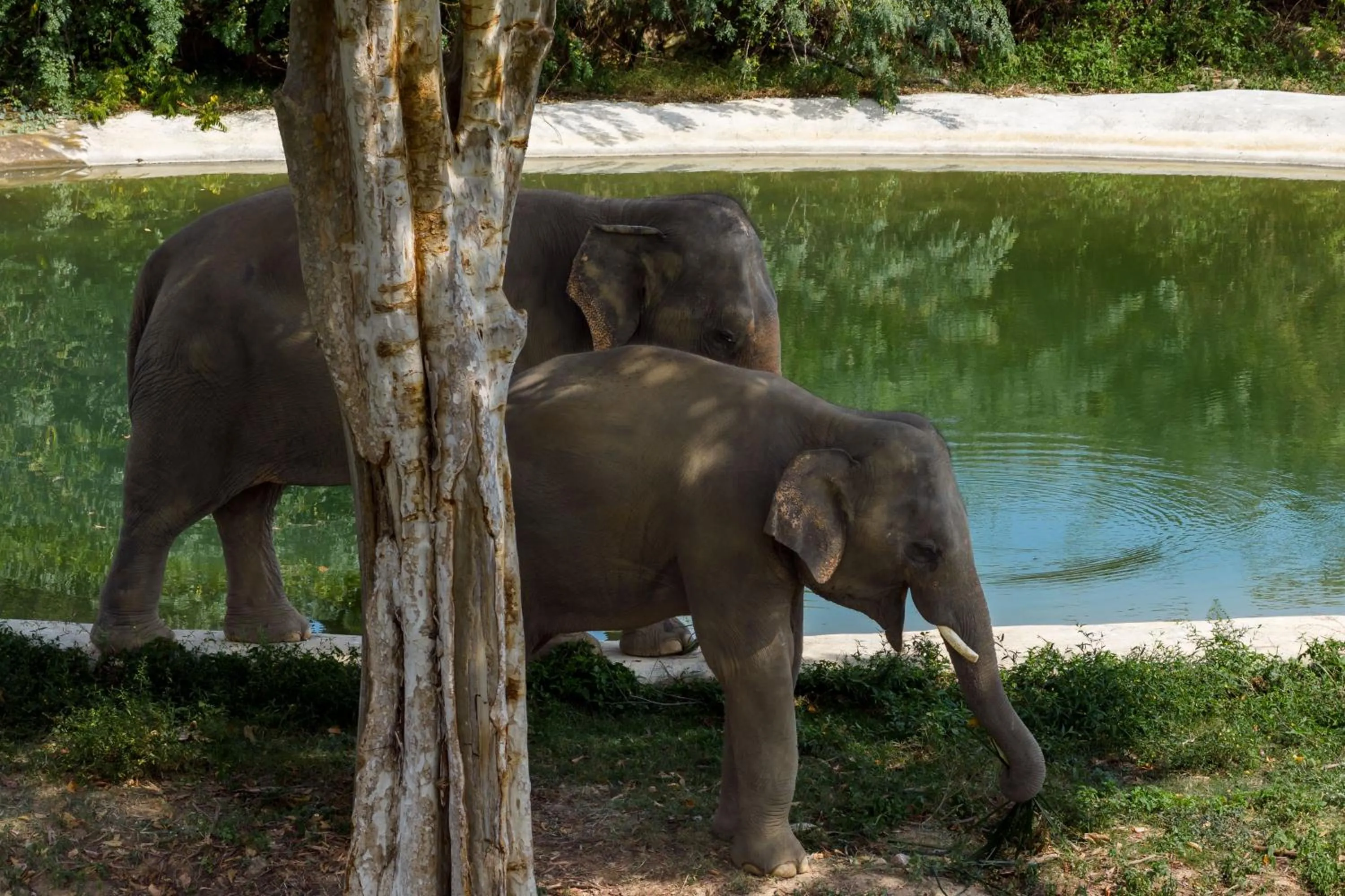 Wild Cottages Elephant Sanctuary Resort