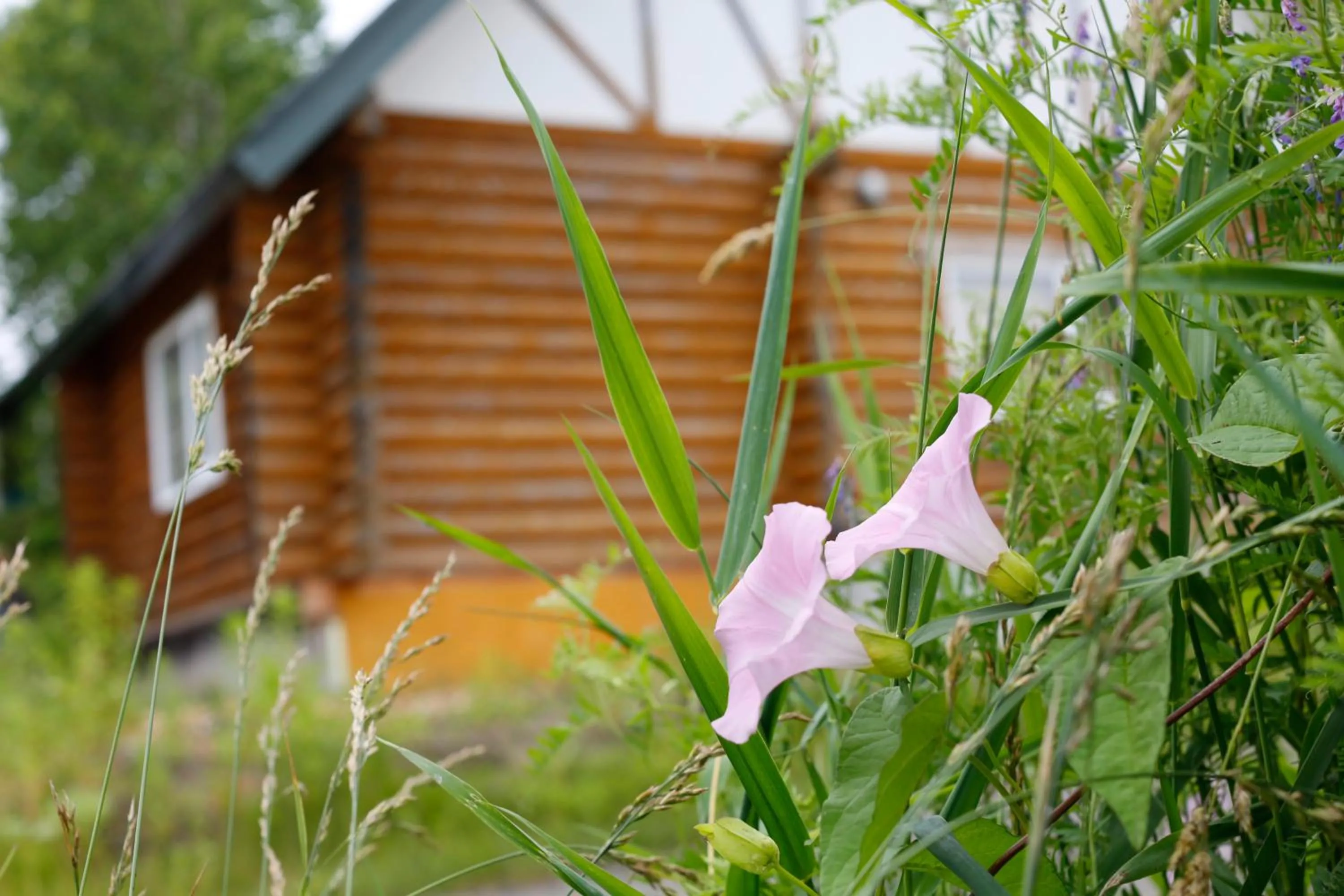 Garden in The LODGE ABASHIRI