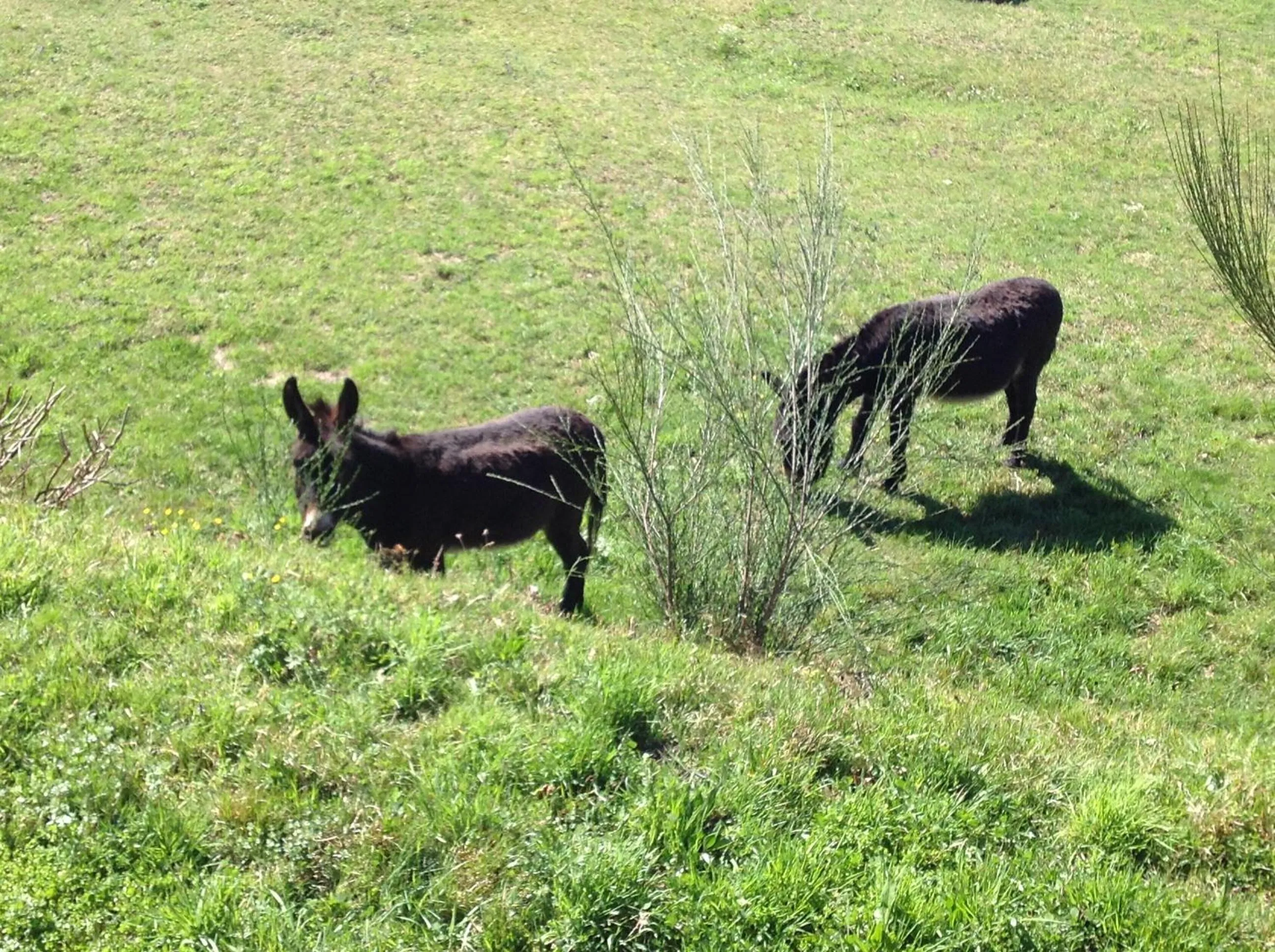 Animals in Il Ciliegio Selvatico