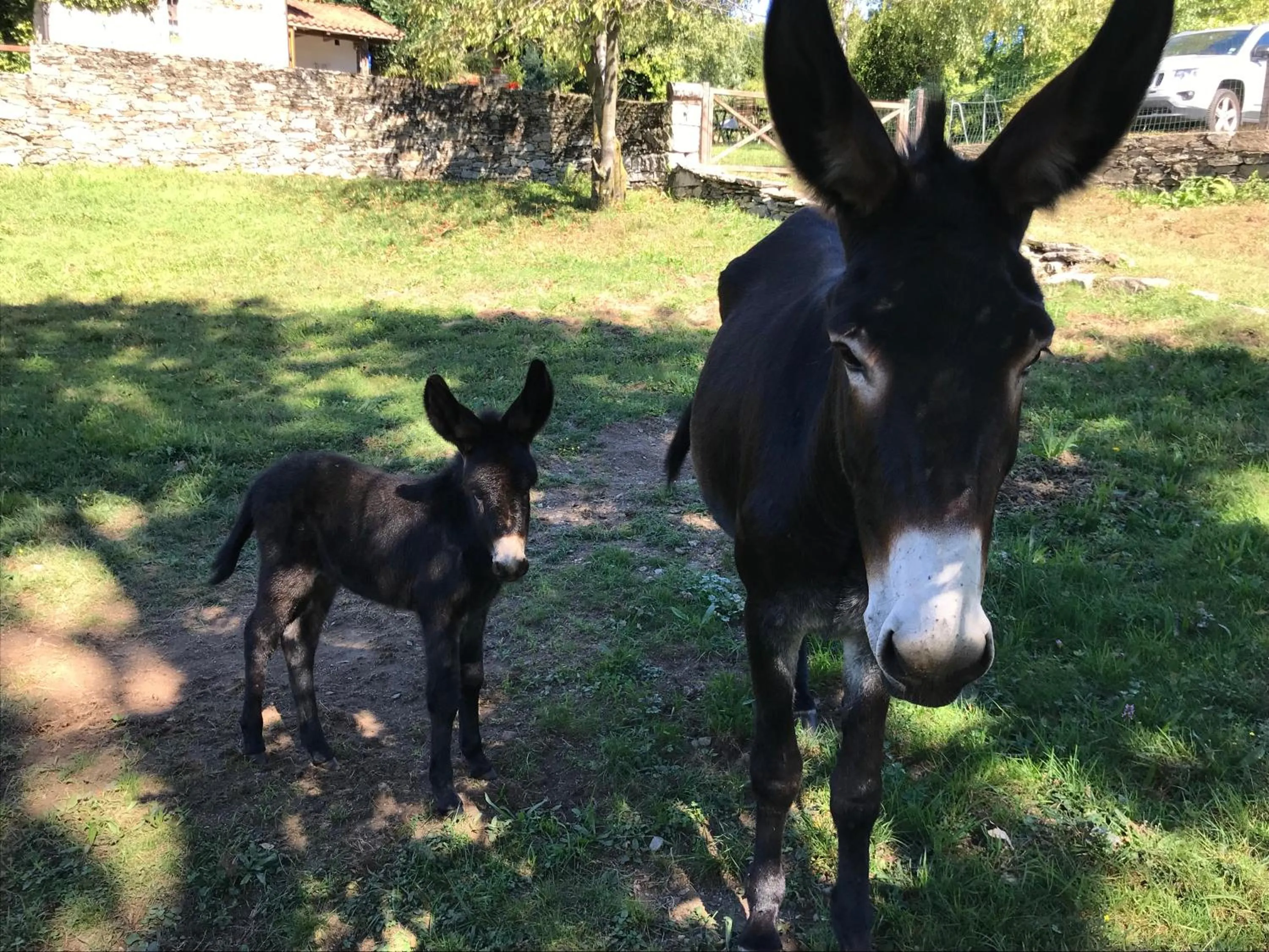 Pets in Il Ciliegio Selvatico