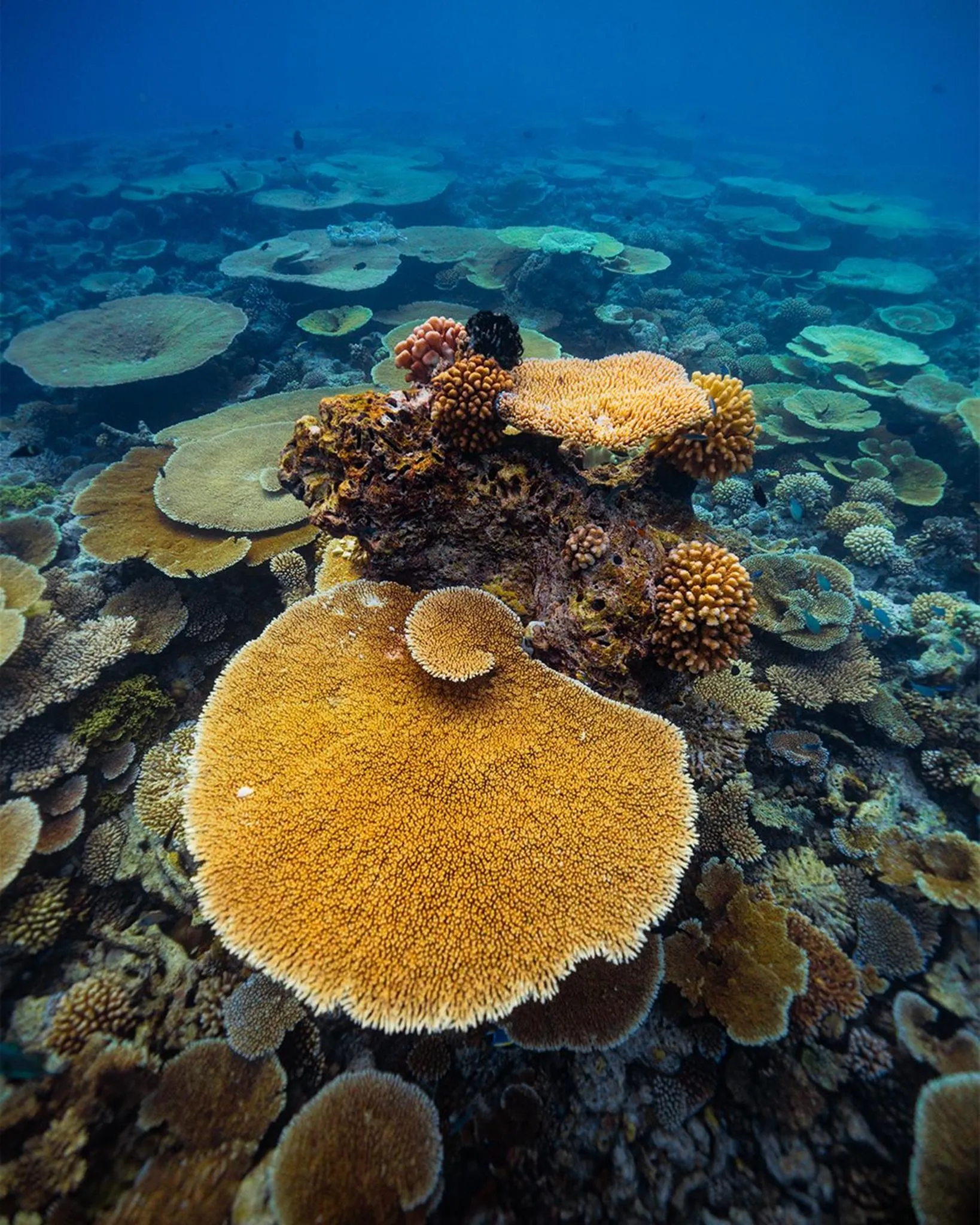 Snorkeling in The Zen Den