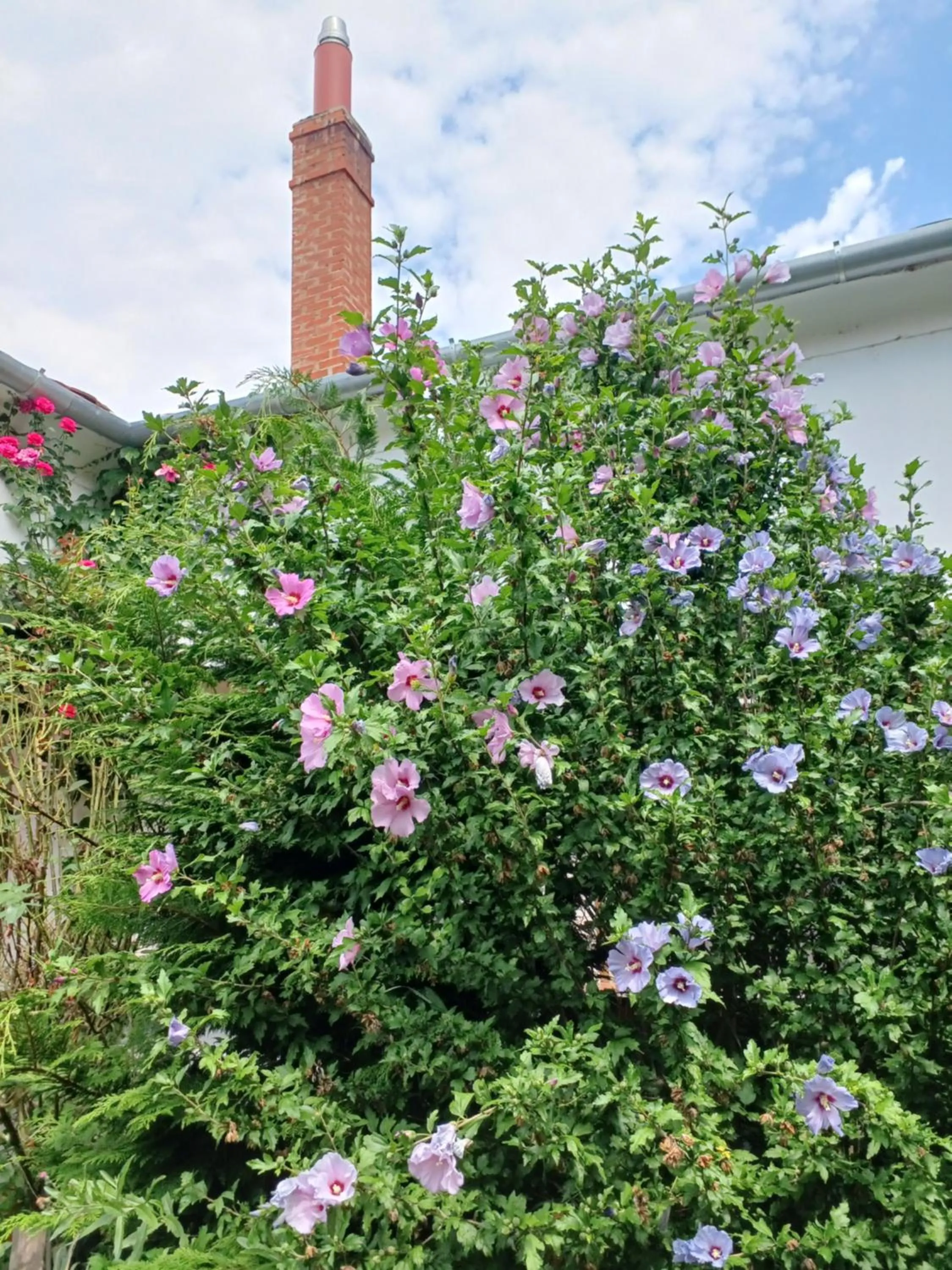 Garden in Blues Ryokan