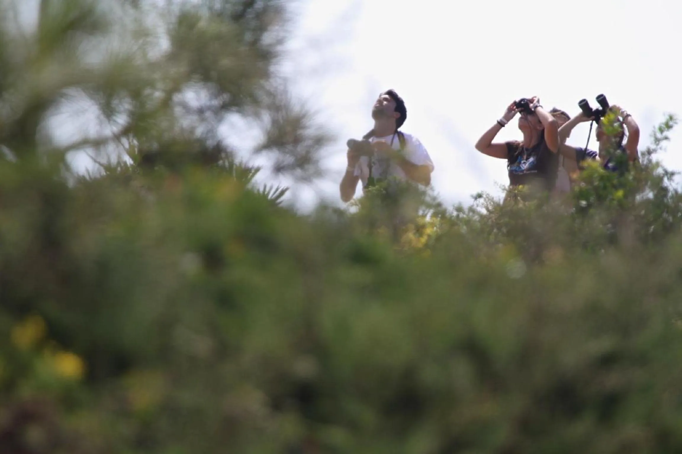 Entertainment in Pure Flor de Esteva