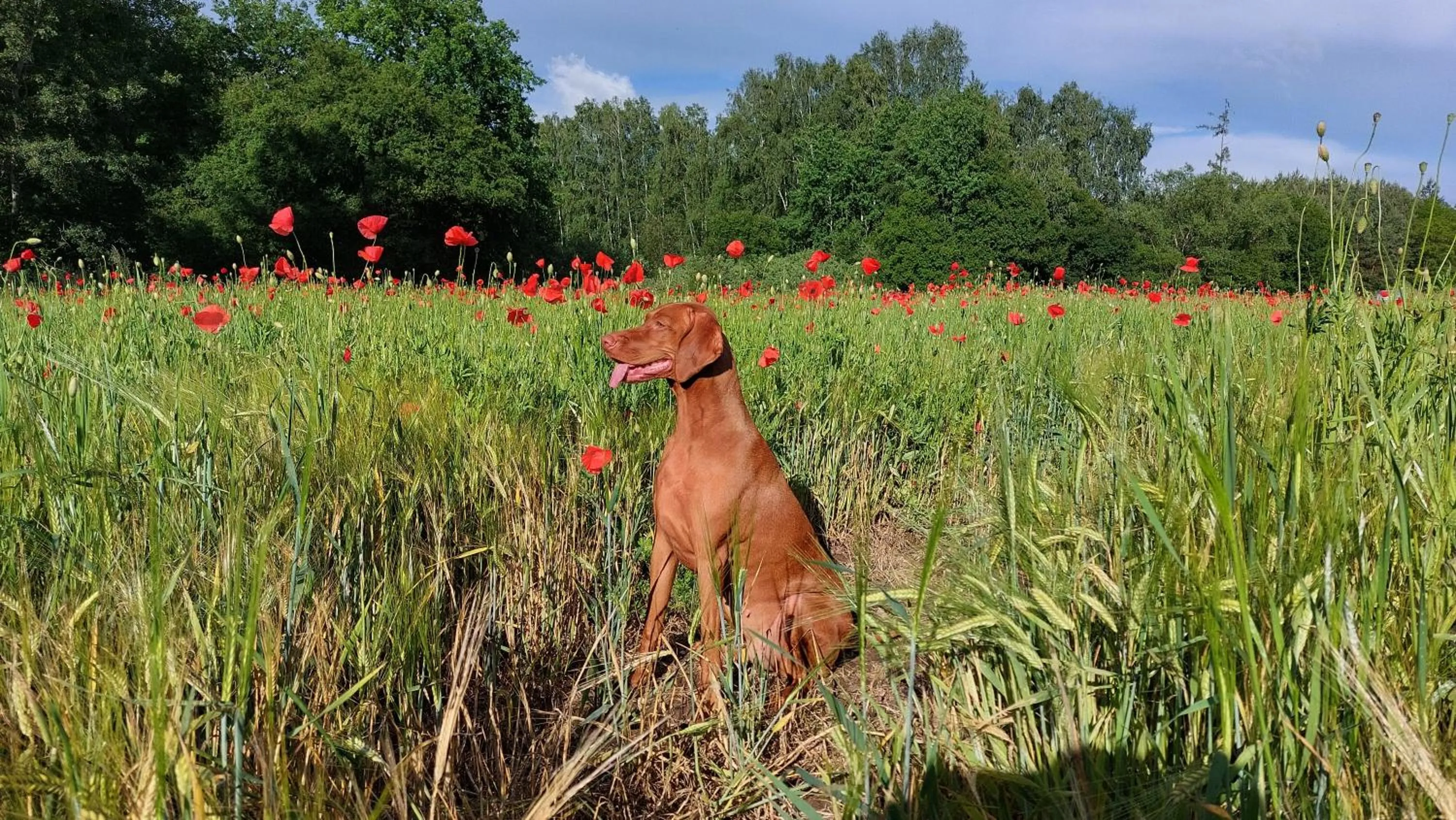 Pets in Apartmány FELSENBURG Staré Splavy