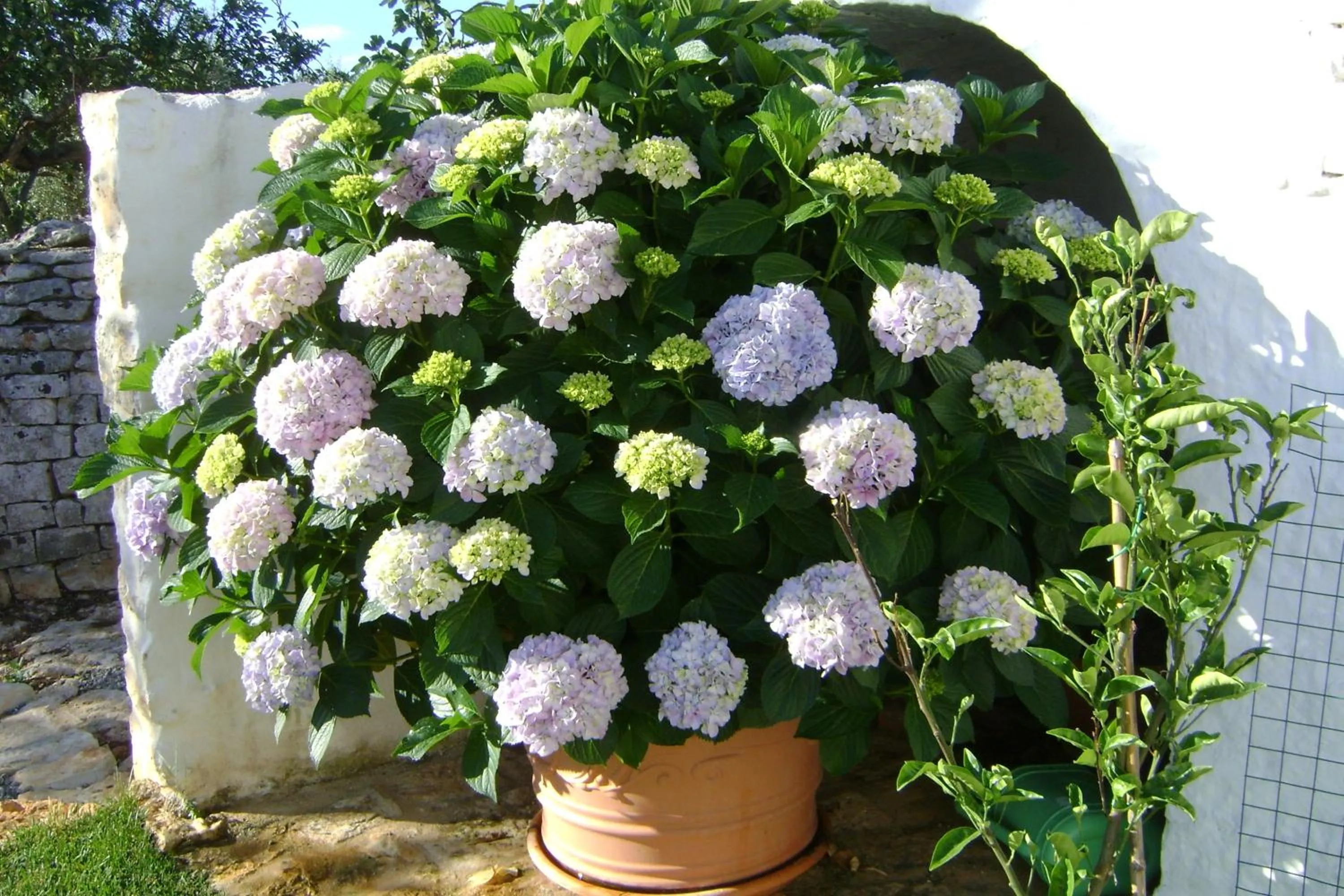 Garden in B&B Tenuta Ranieri