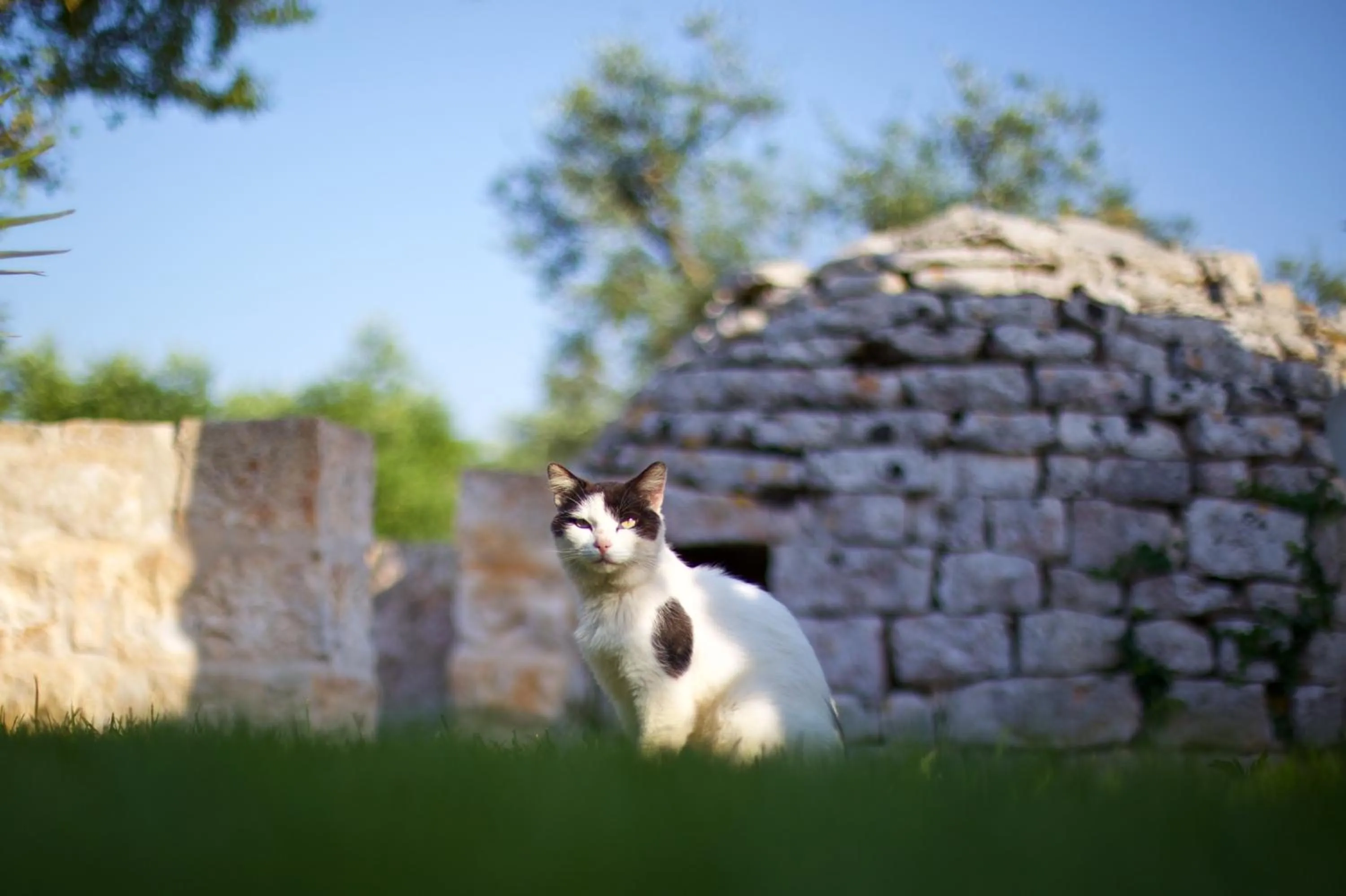 Pets in B&B Tenuta Ranieri