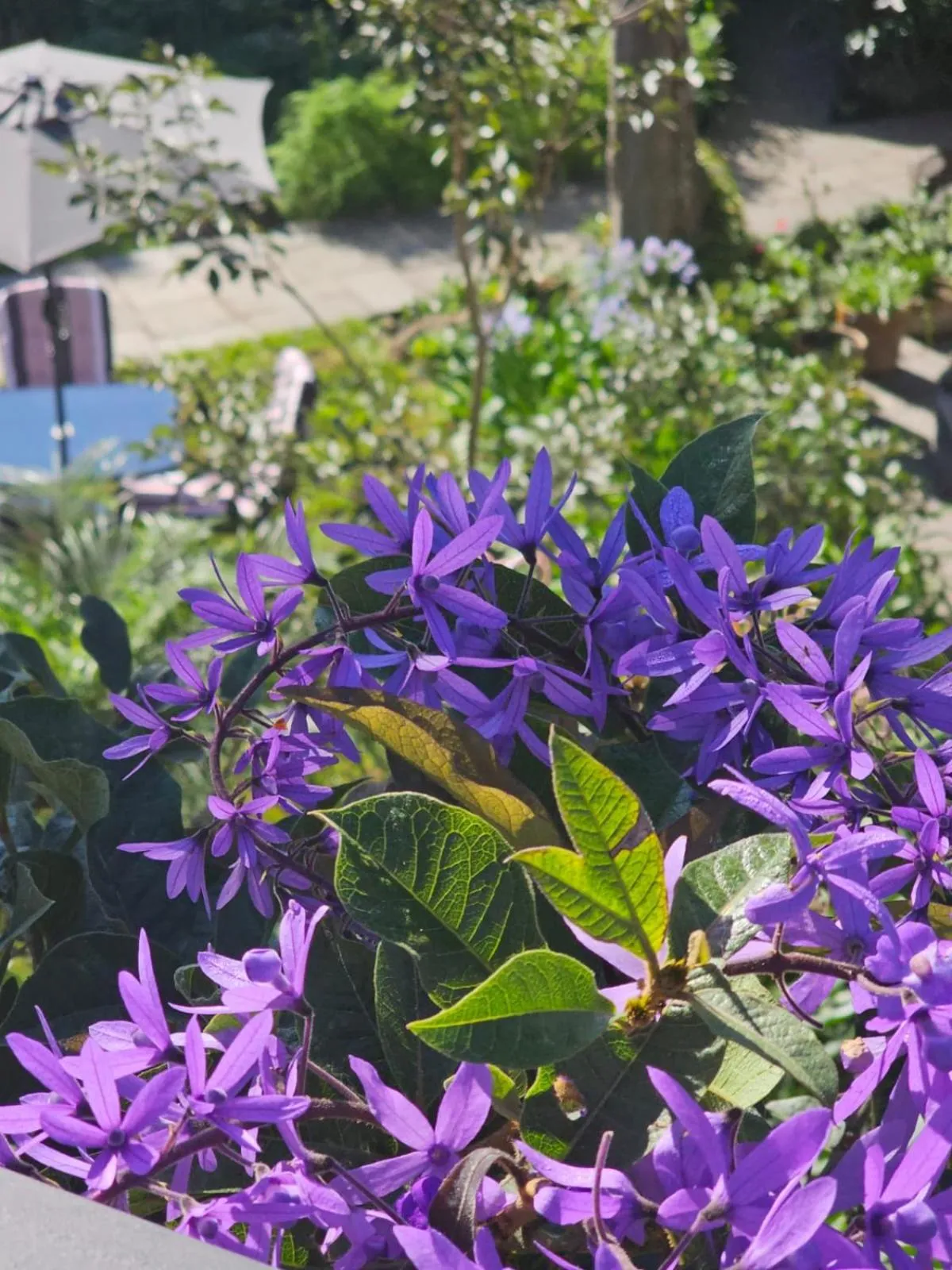 Garden in Hotel Casa Bansley