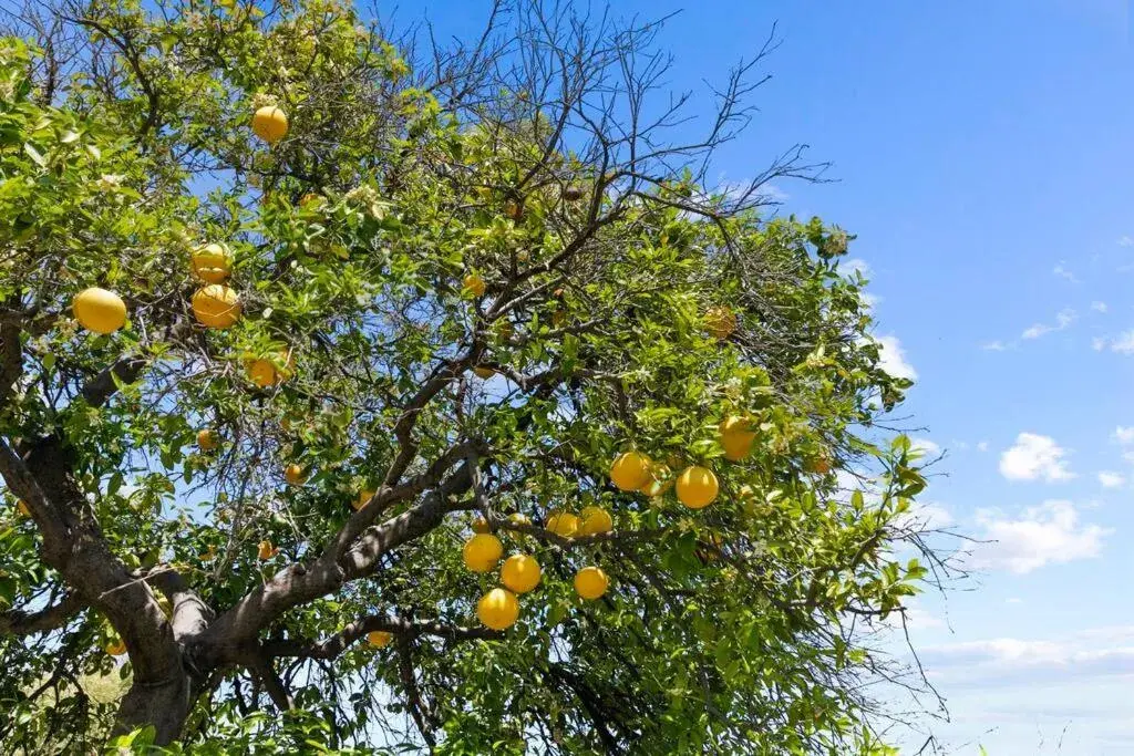 Viridian Biltmore Villa with Pool Viridian Biltmore Villa with Pool