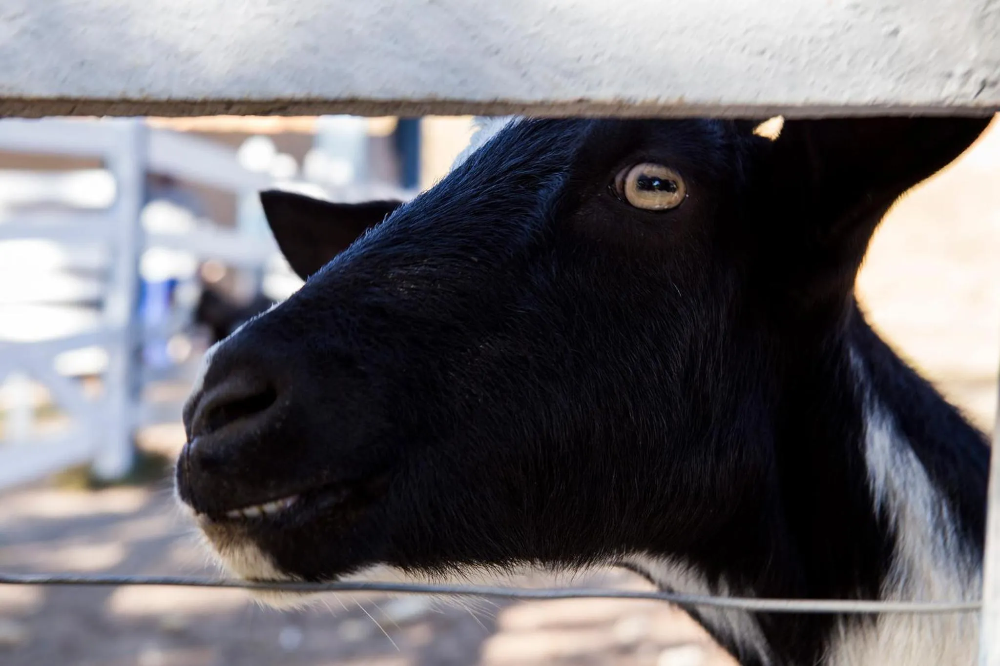 Animals in Guarany Eco Resort