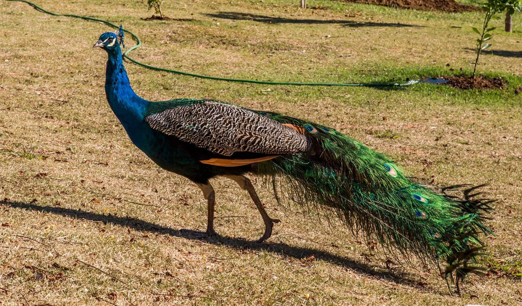 Animals in Guarany Eco Resort