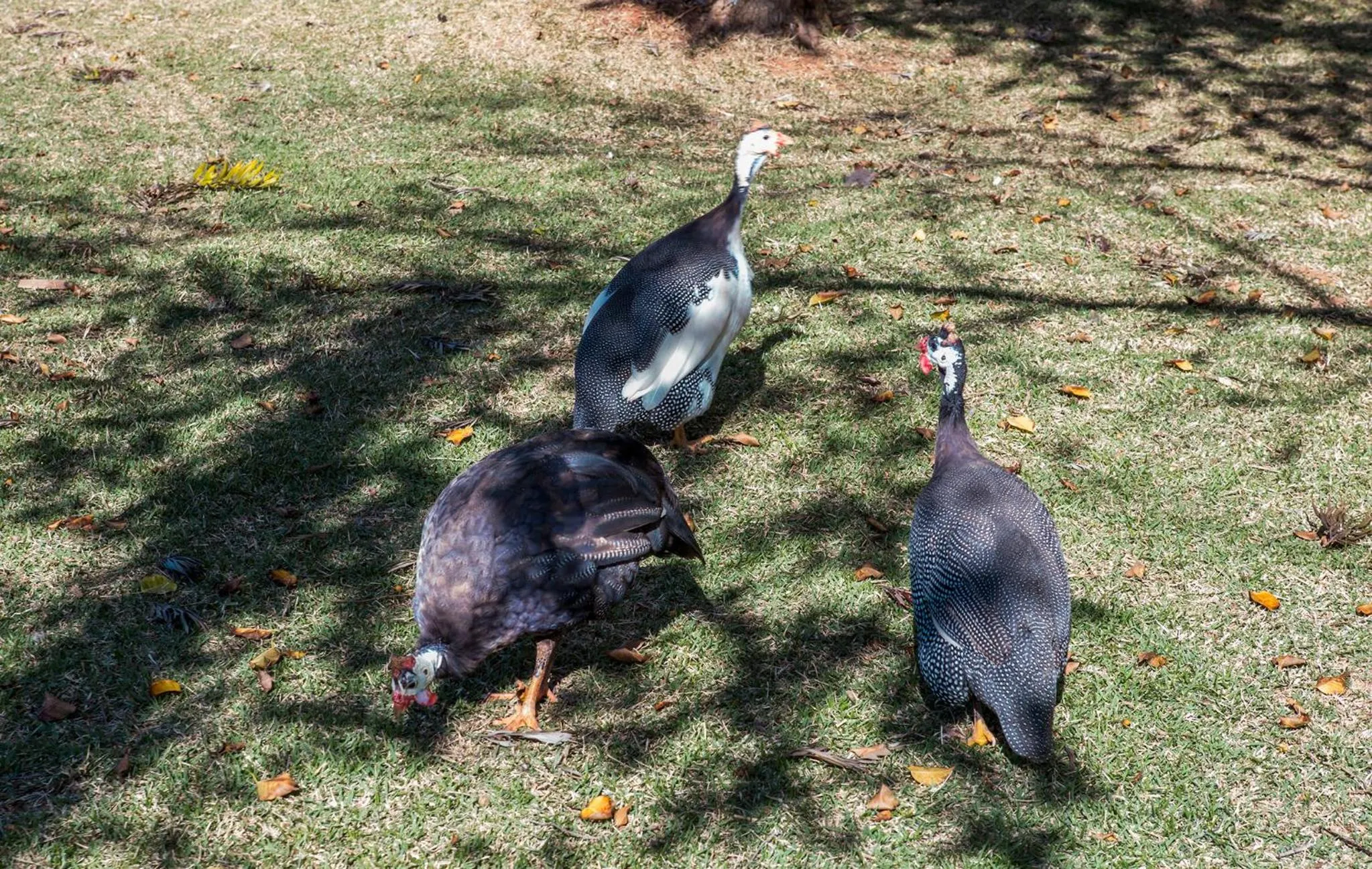 Animals in Guarany Eco Resort