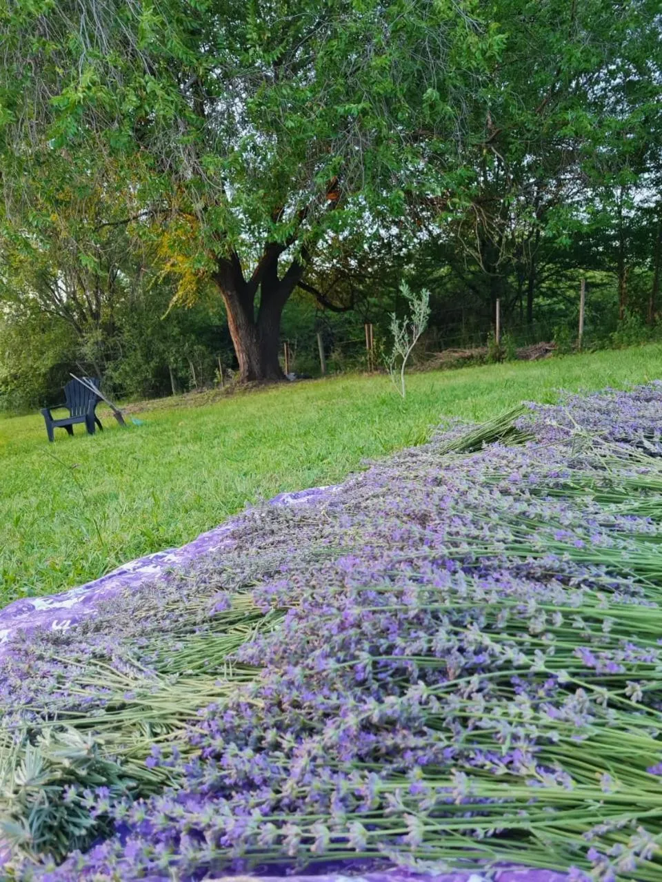 Garden in Posada Quellen