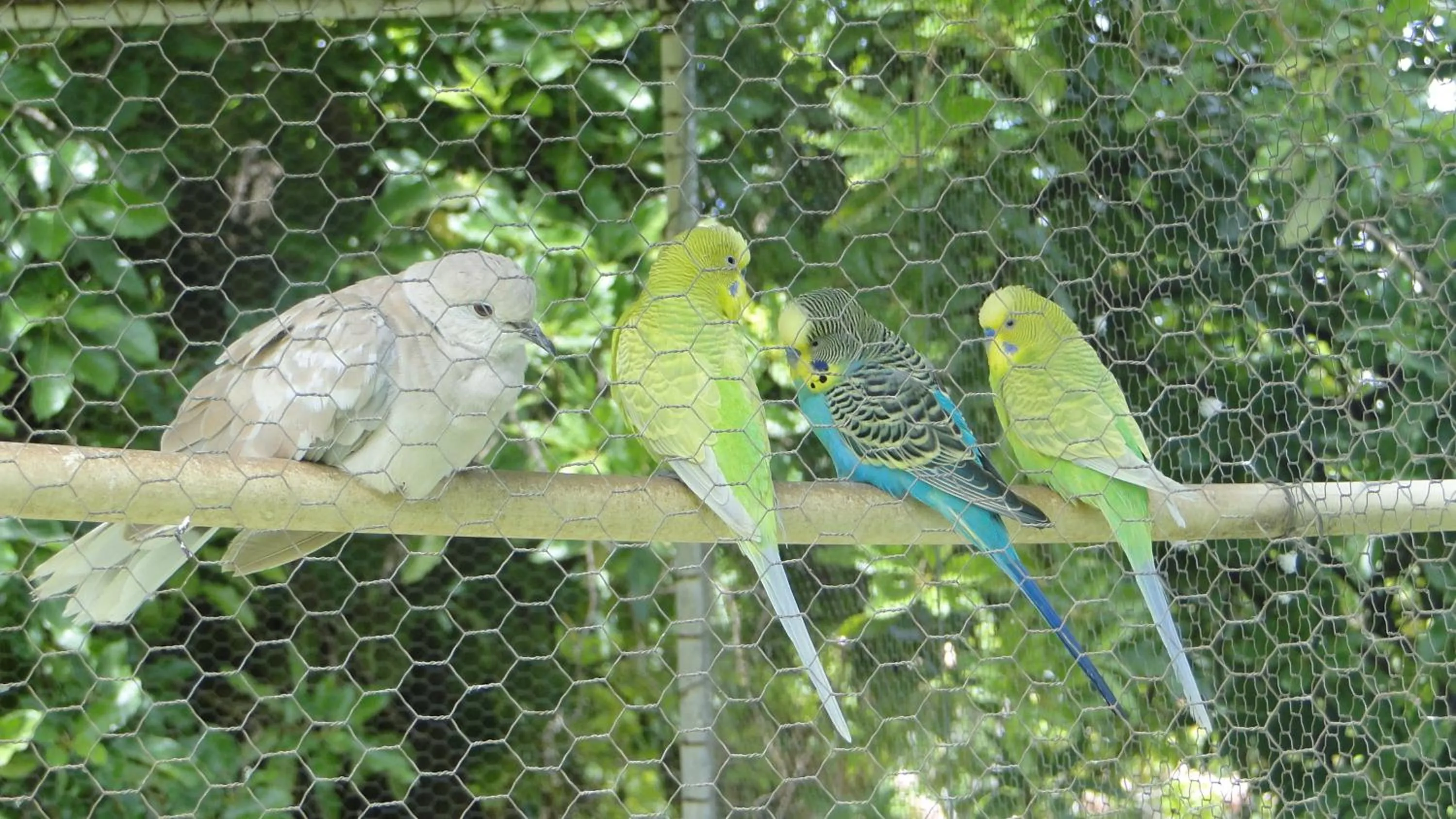 Animals in Pousada Tia Nena