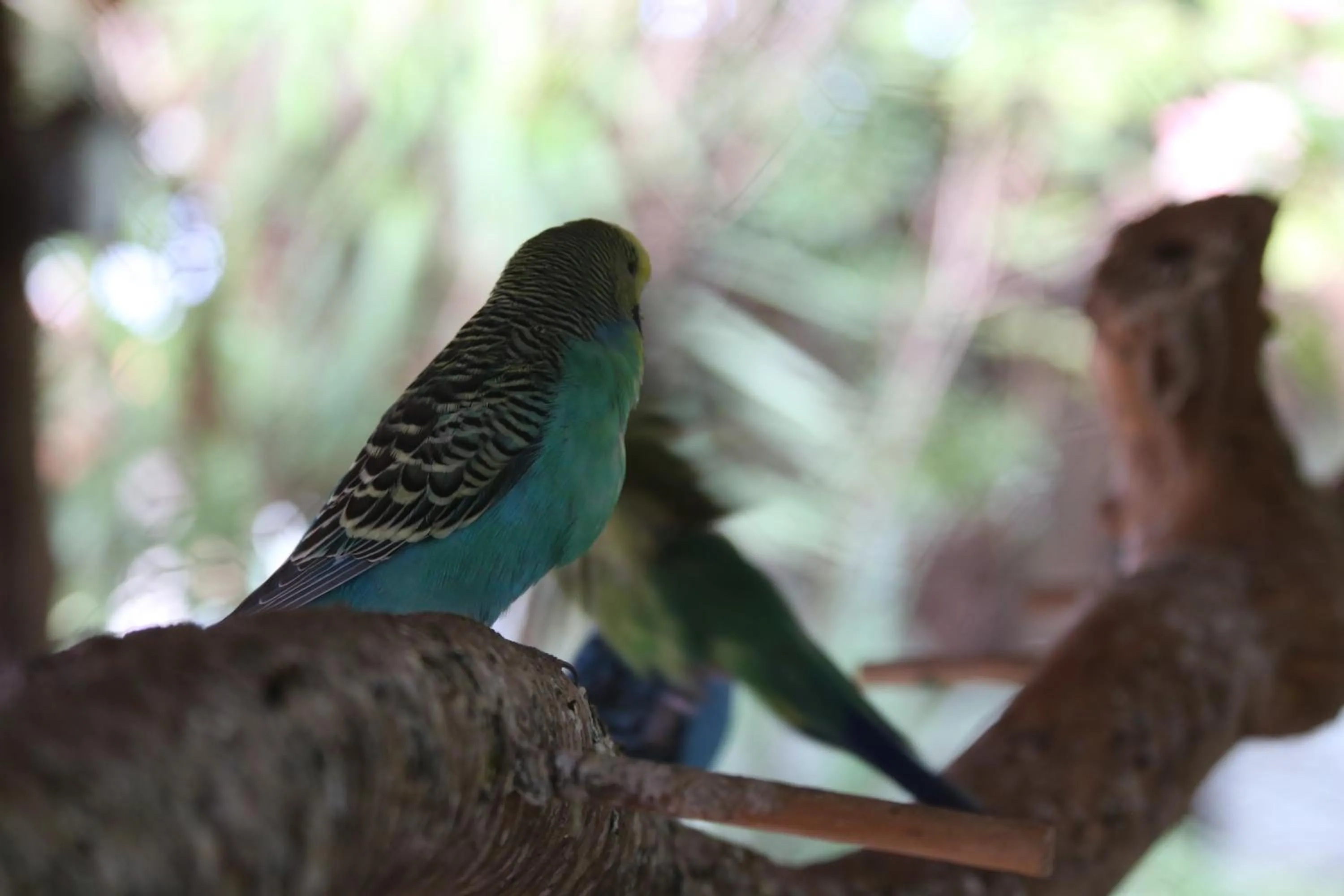 Animals in Pousada Tia Nena