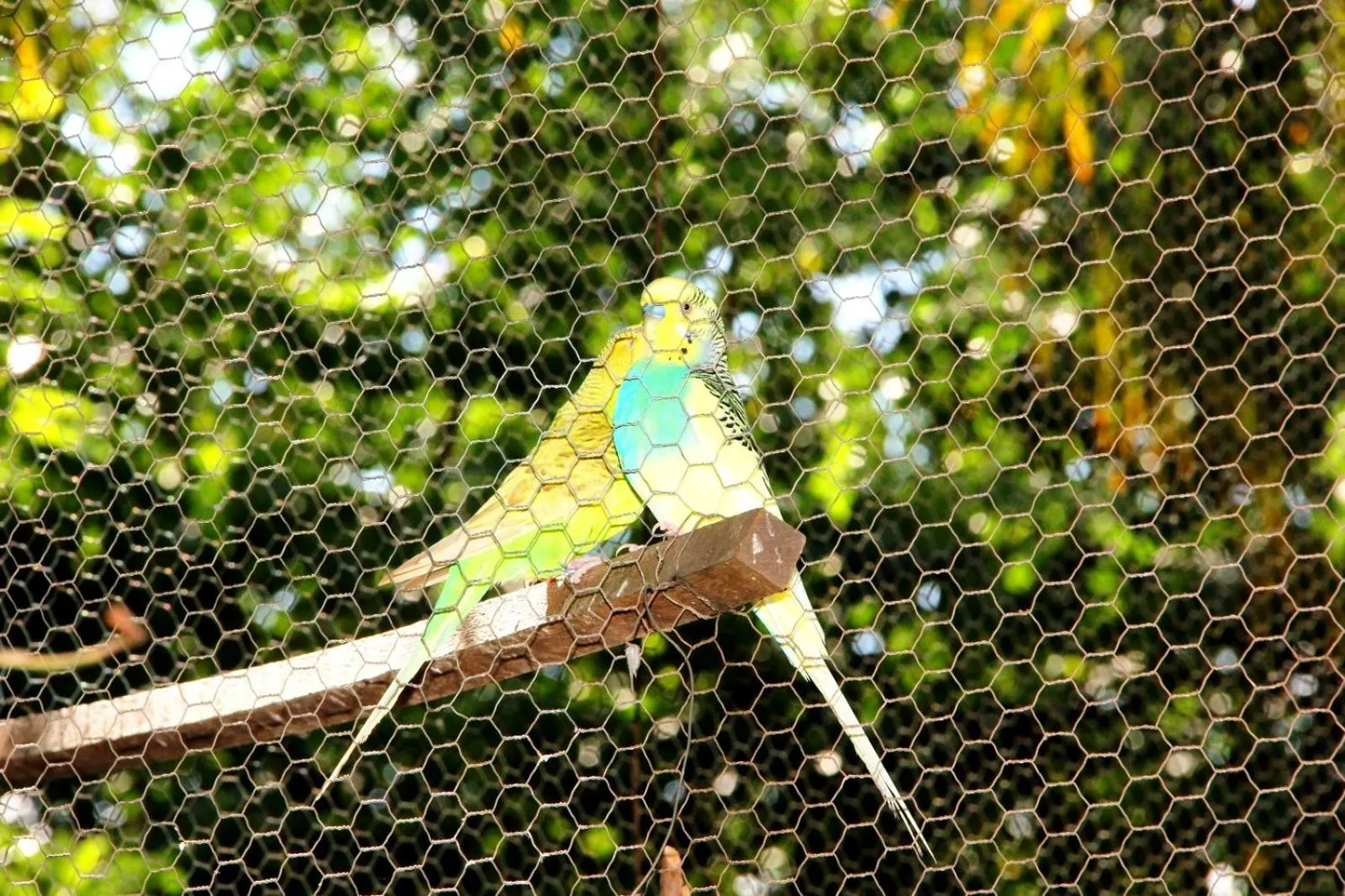 Animals in Pousada Tia Nena