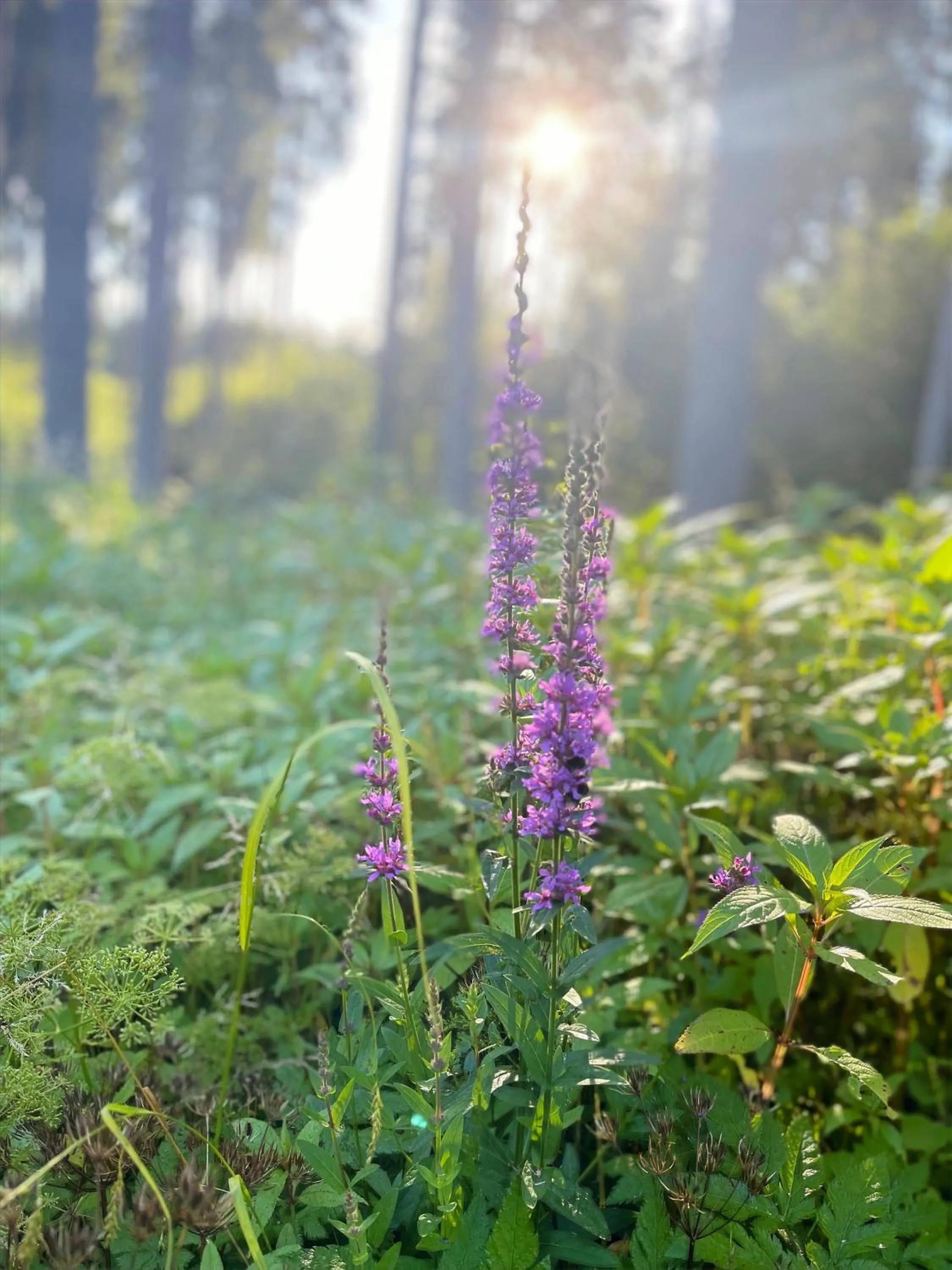 Spring in Adam & Eva Gasthof Paradies mit Hotel